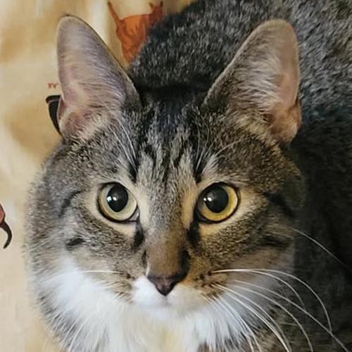 Enlarge Rhodes, an adopted Domestic Short Hair in Crystal Lake, IL image 1/2