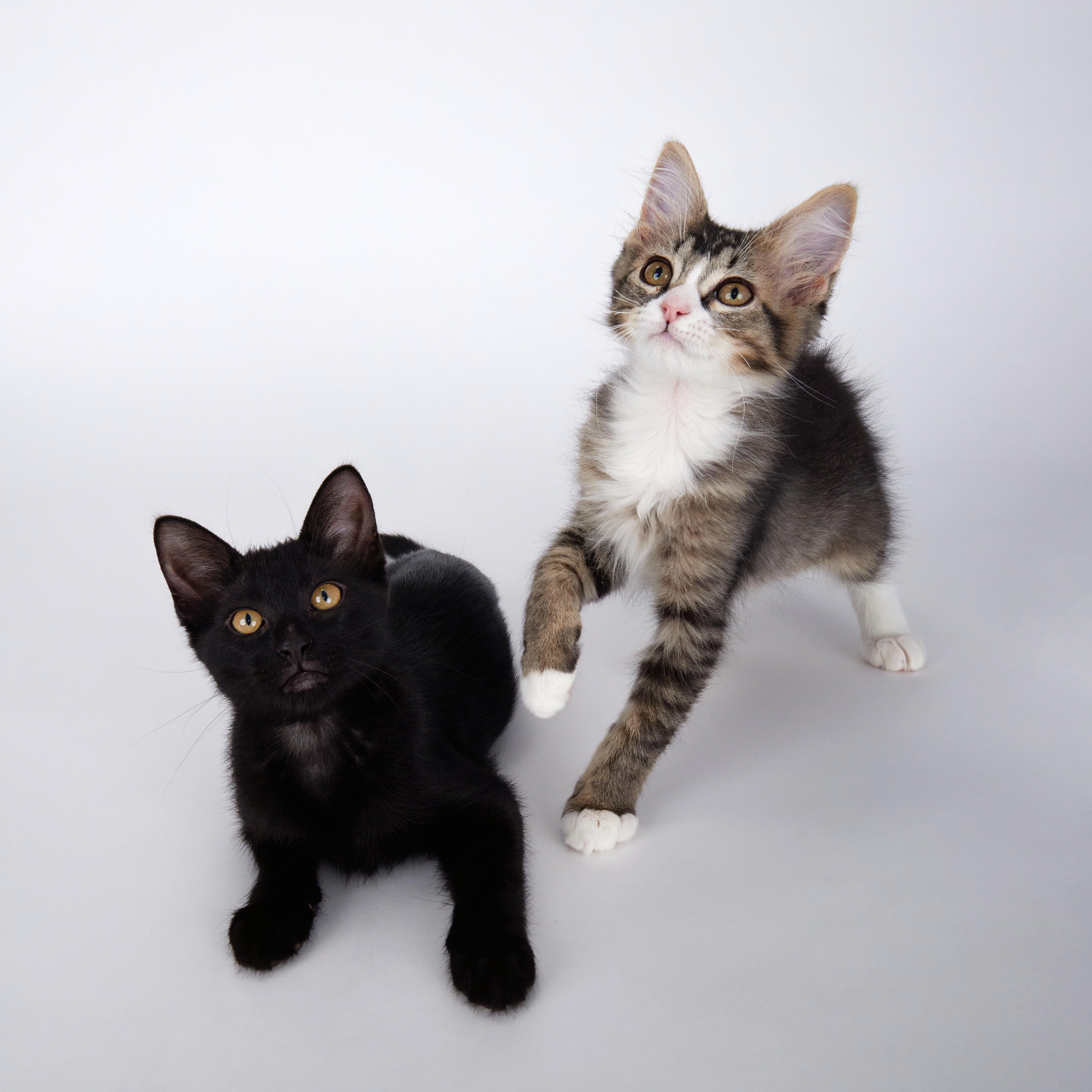 Enlarge Scout - Outgoing Fluffy Kitten, a ADOPTABLE Domestic Medium Hair in League City, TX image 3/6