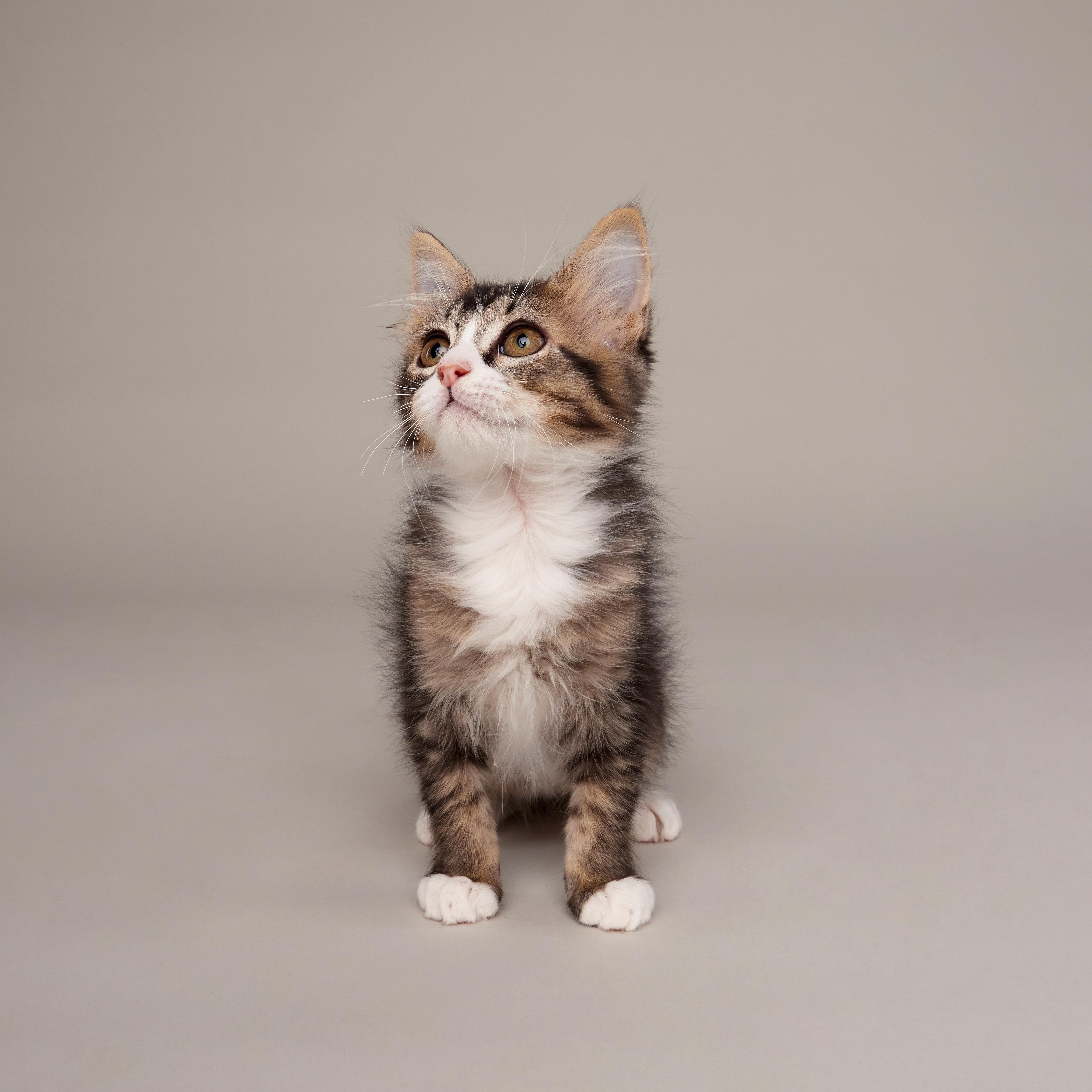 Scout - Outgoing Fluffy Kitten, ADOPTABLE, Kitten Female Domestic Medium Hair.