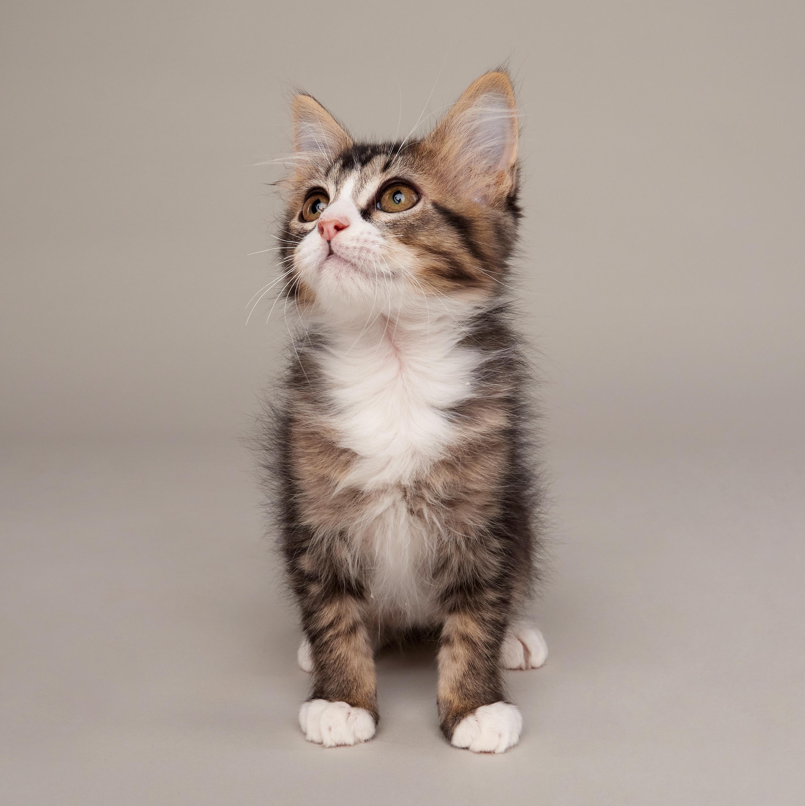 Scout - Outgoing Fluffy Kitten, an adopted Domestic Medium Hair in League City, TX image 3/6