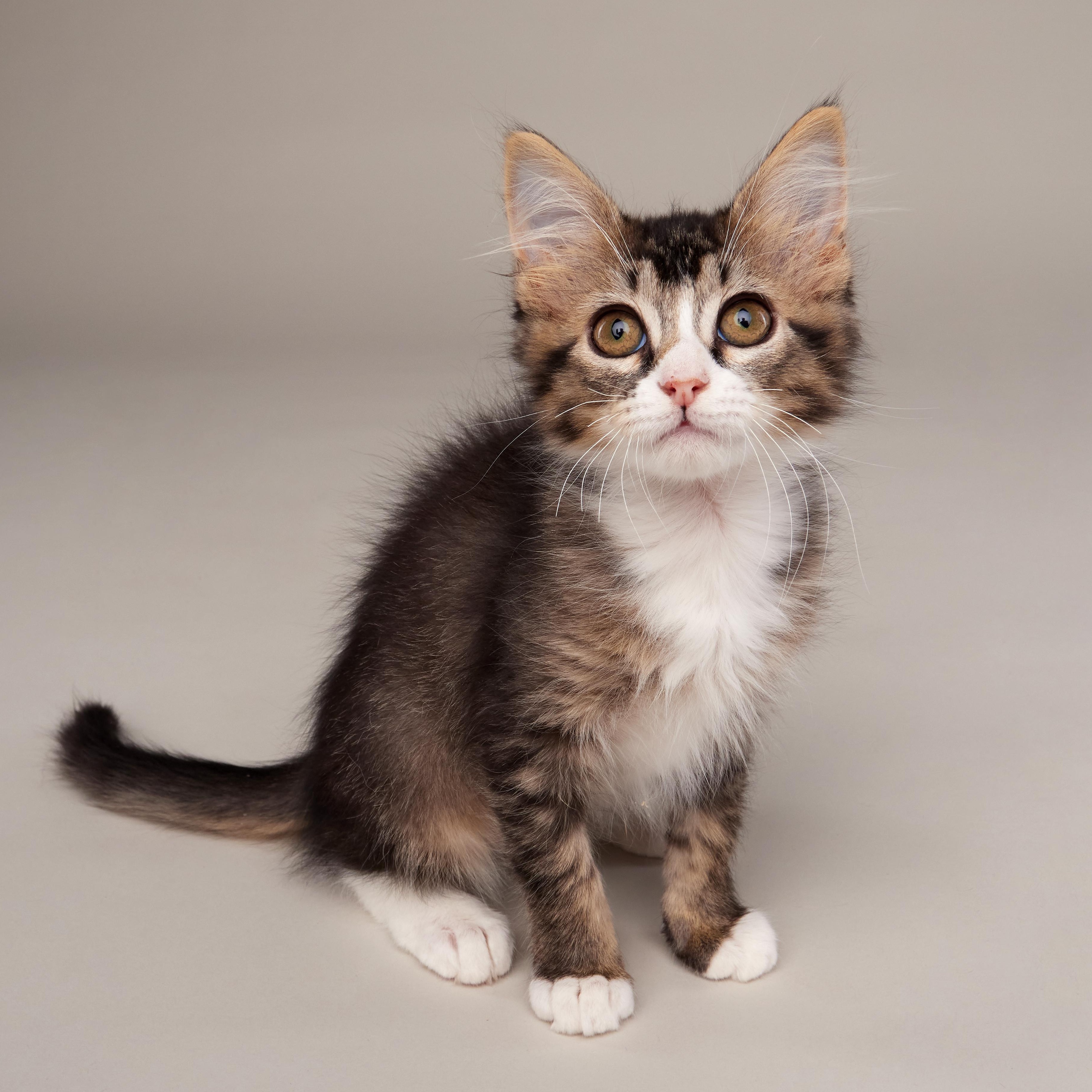 Scout - Outgoing Fluffy Kitten, adopted, Kitten Female Domestic Medium Hair.