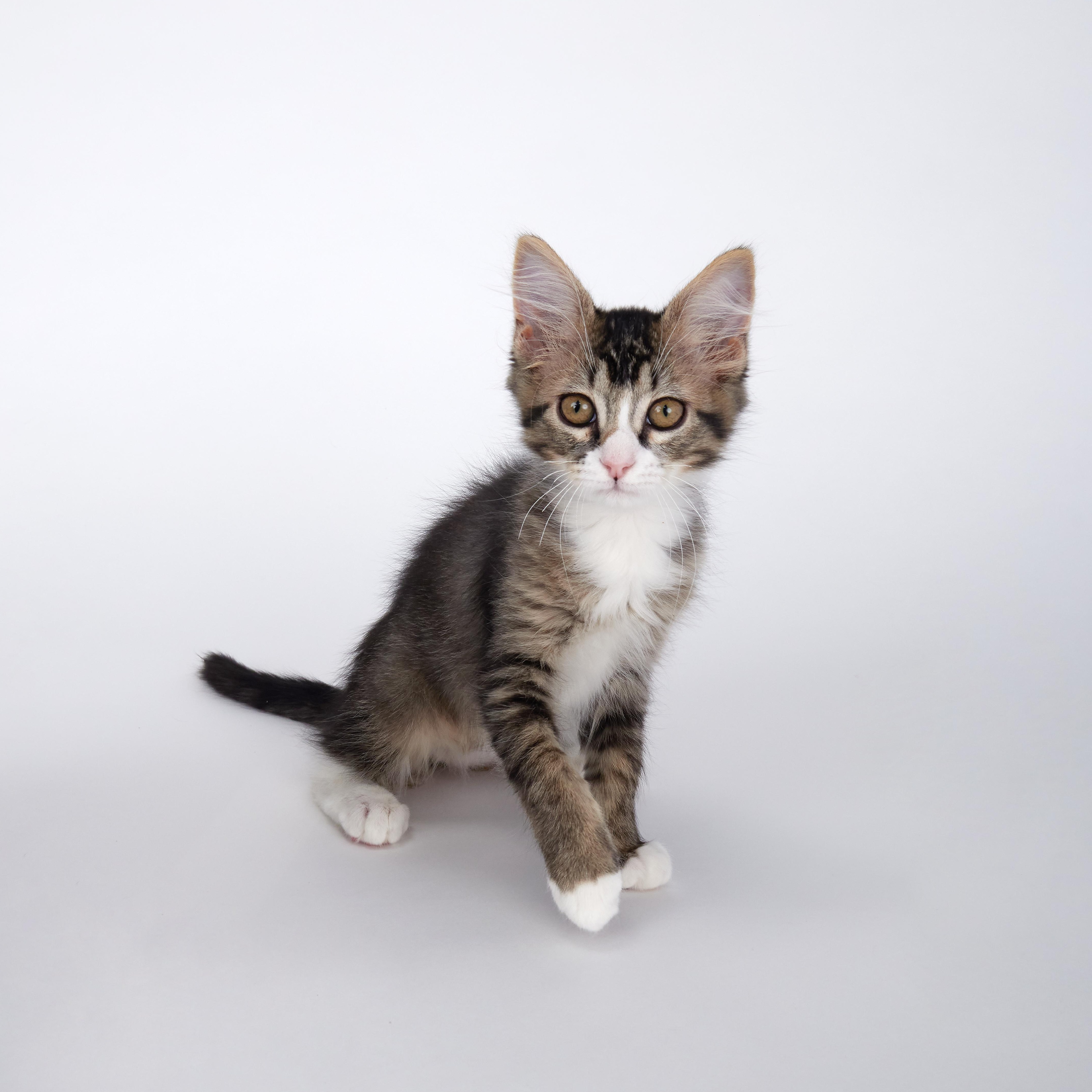 Enlarge Scout - Outgoing Fluffy Kitten, a ADOPTABLE Domestic Medium Hair in League City, TX image 2/6
