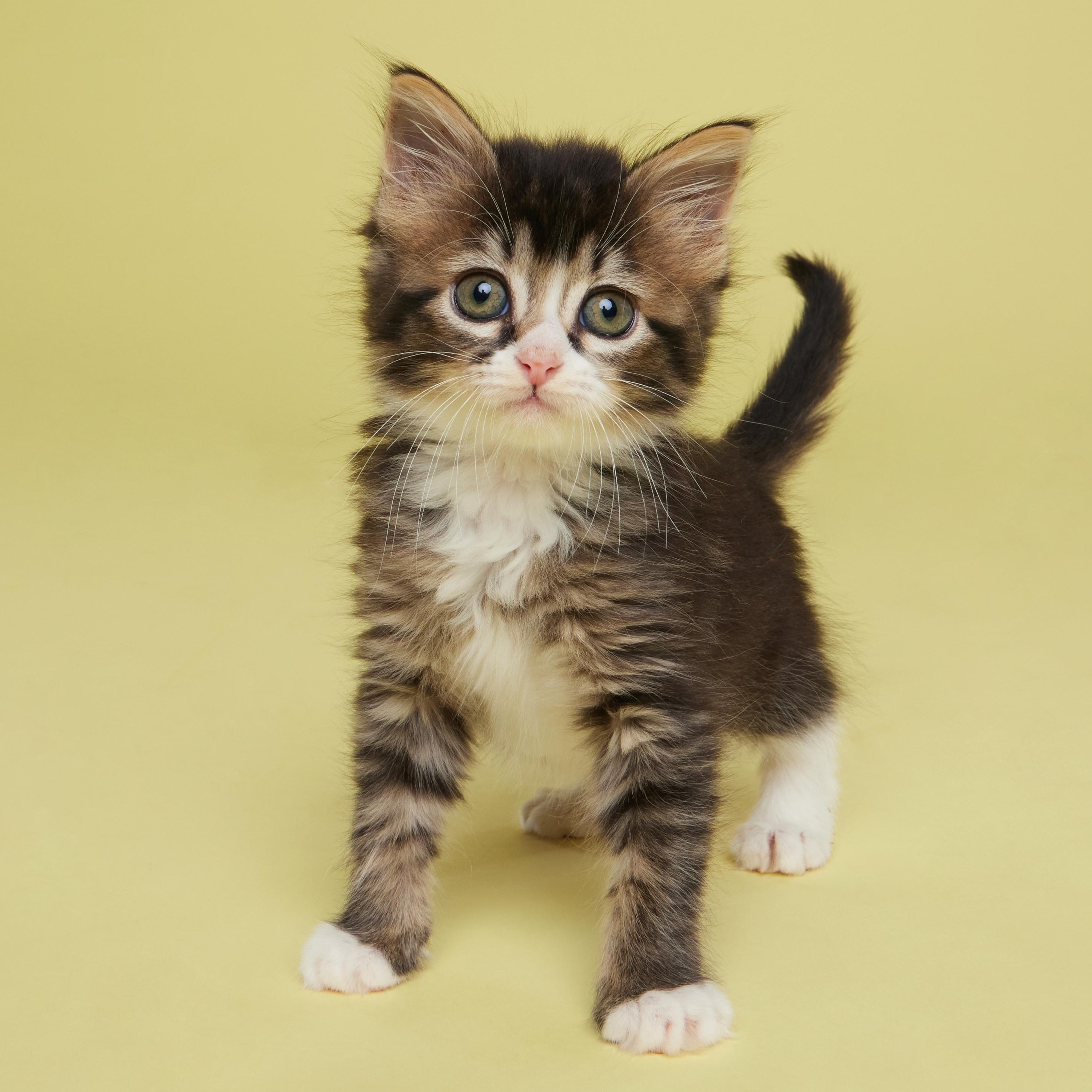 Enlarge Scout - Outgoing Fluffy Kitten, a ADOPTABLE Domestic Medium Hair in League City, TX image 6/6