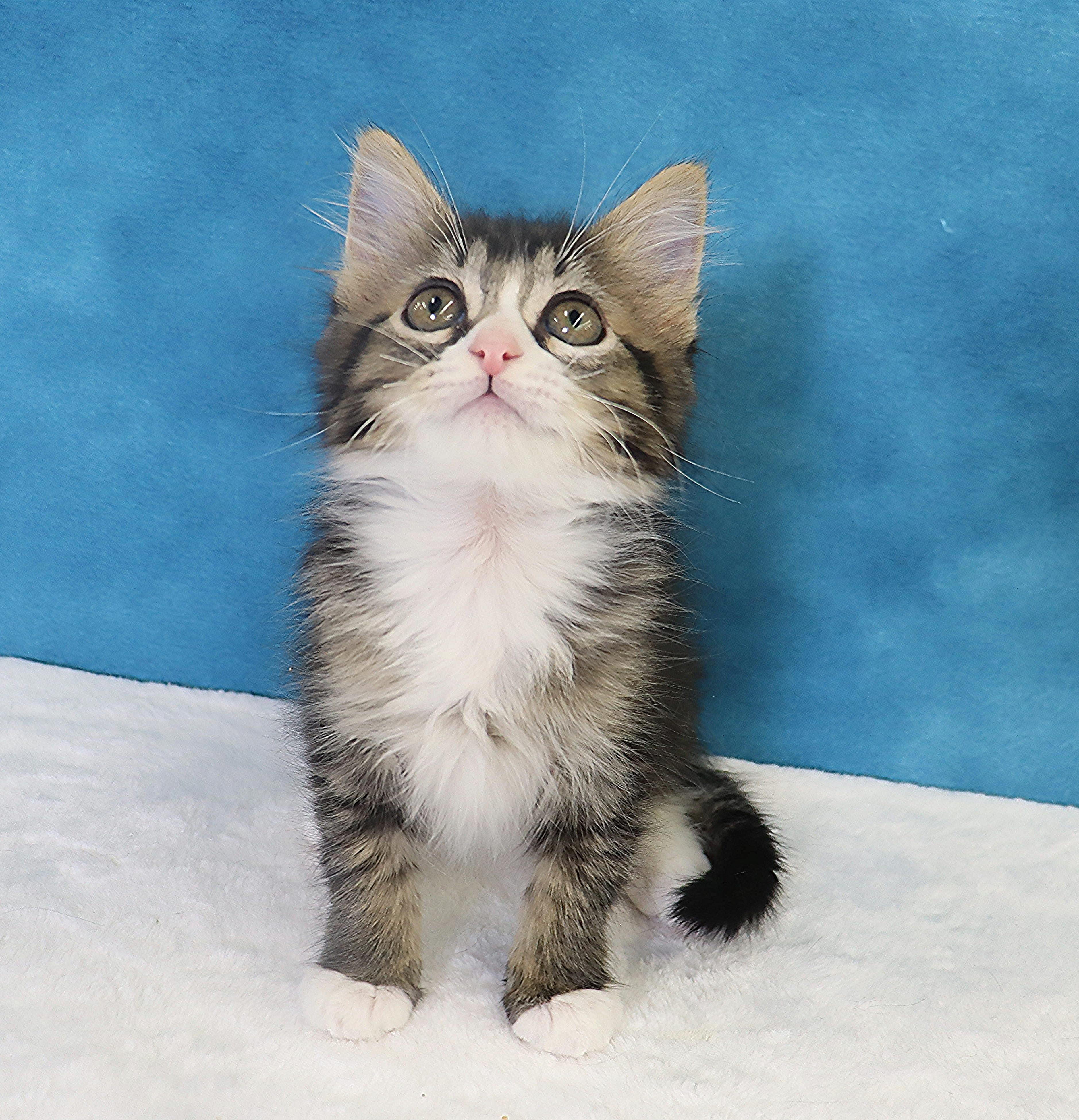 Enlarge Scout - Outgoing Fluffy Kitten, a ADOPTABLE Domestic Medium Hair in League City, TX image 4/6