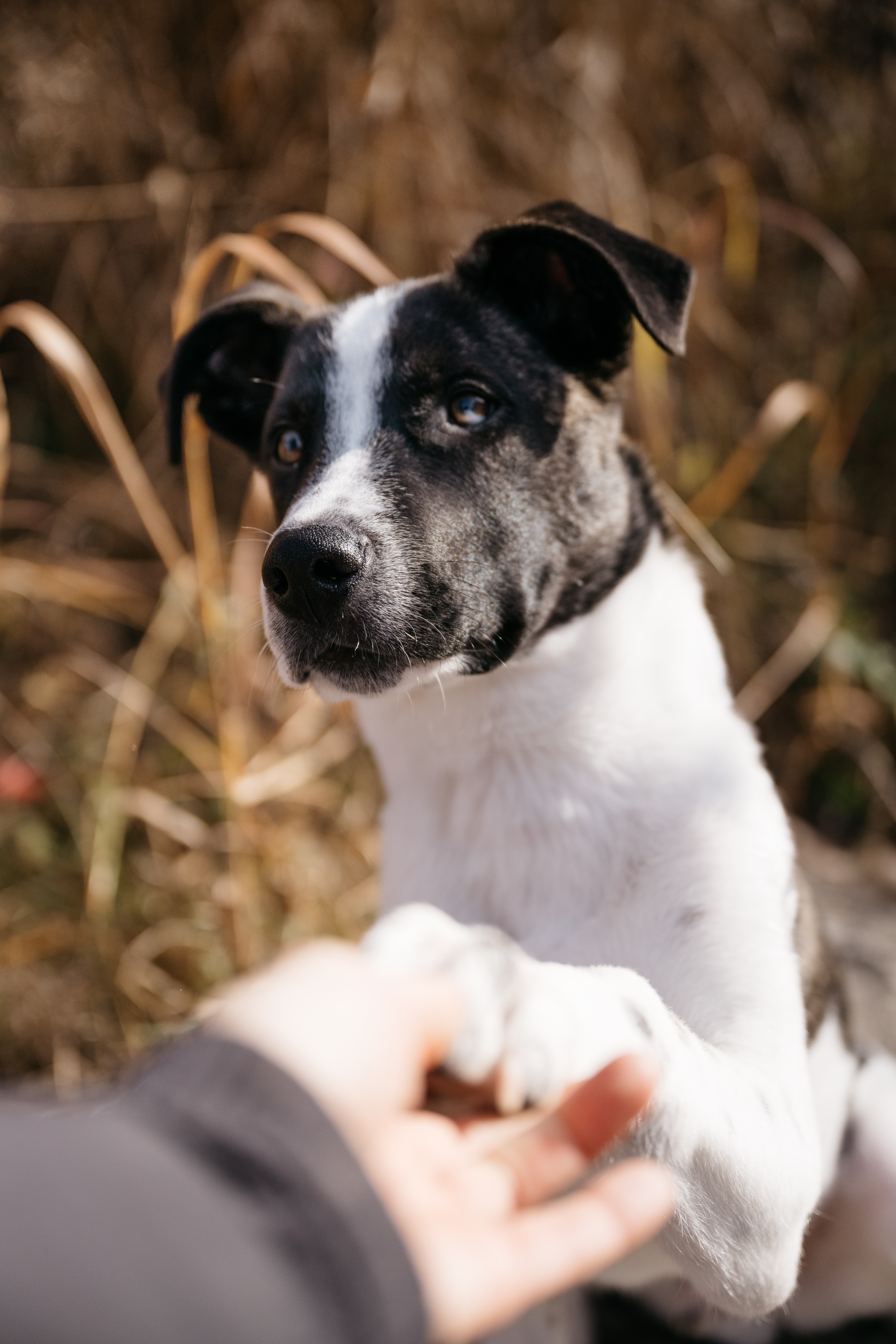 Pebbles, an adoptable Husky in Toronto, ON, M5H 0B1 | Photo Image 3