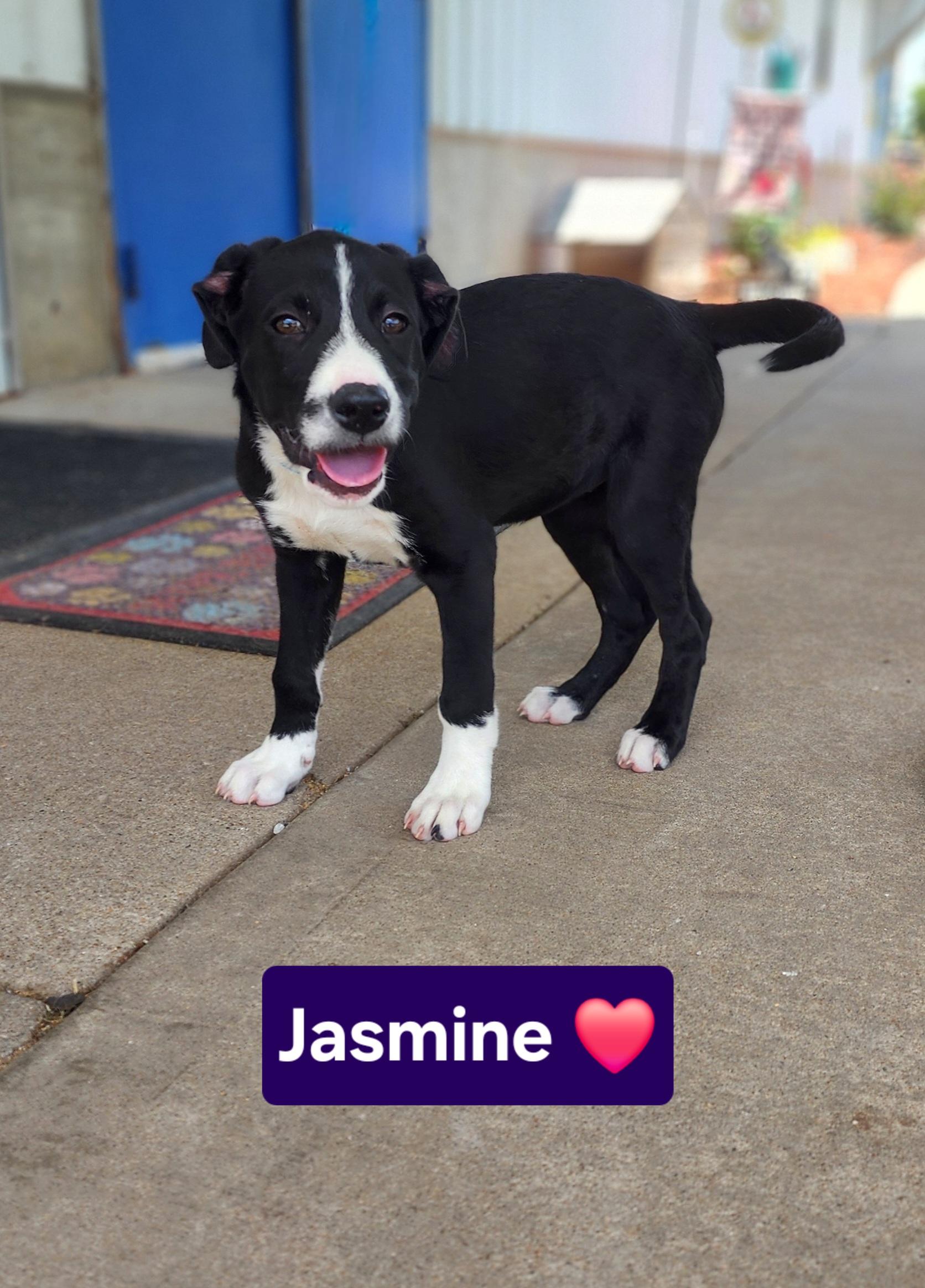 Jasmine, an adopted American Bulldog in Clinton, MO image 2/2