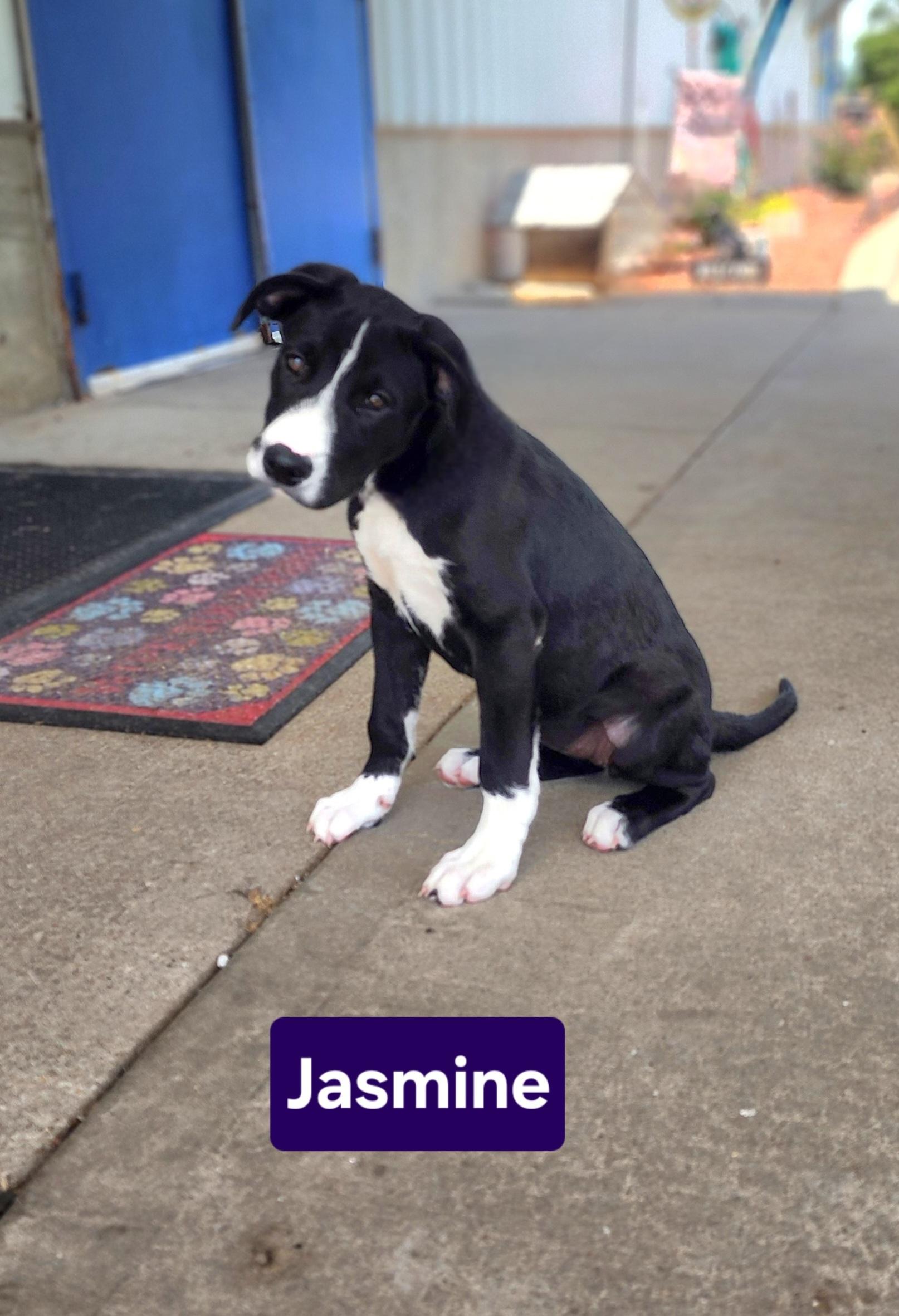 Jasmine, an adopted American Bulldog in Clinton, MO image 1/2
