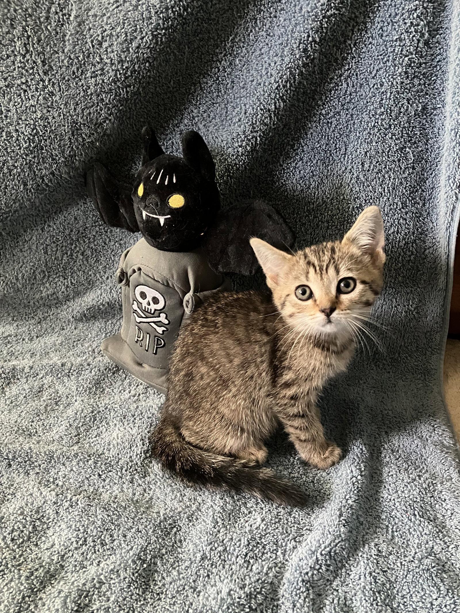 Blair, Adopted, Kitten Female Tabby & Scottish Fold.