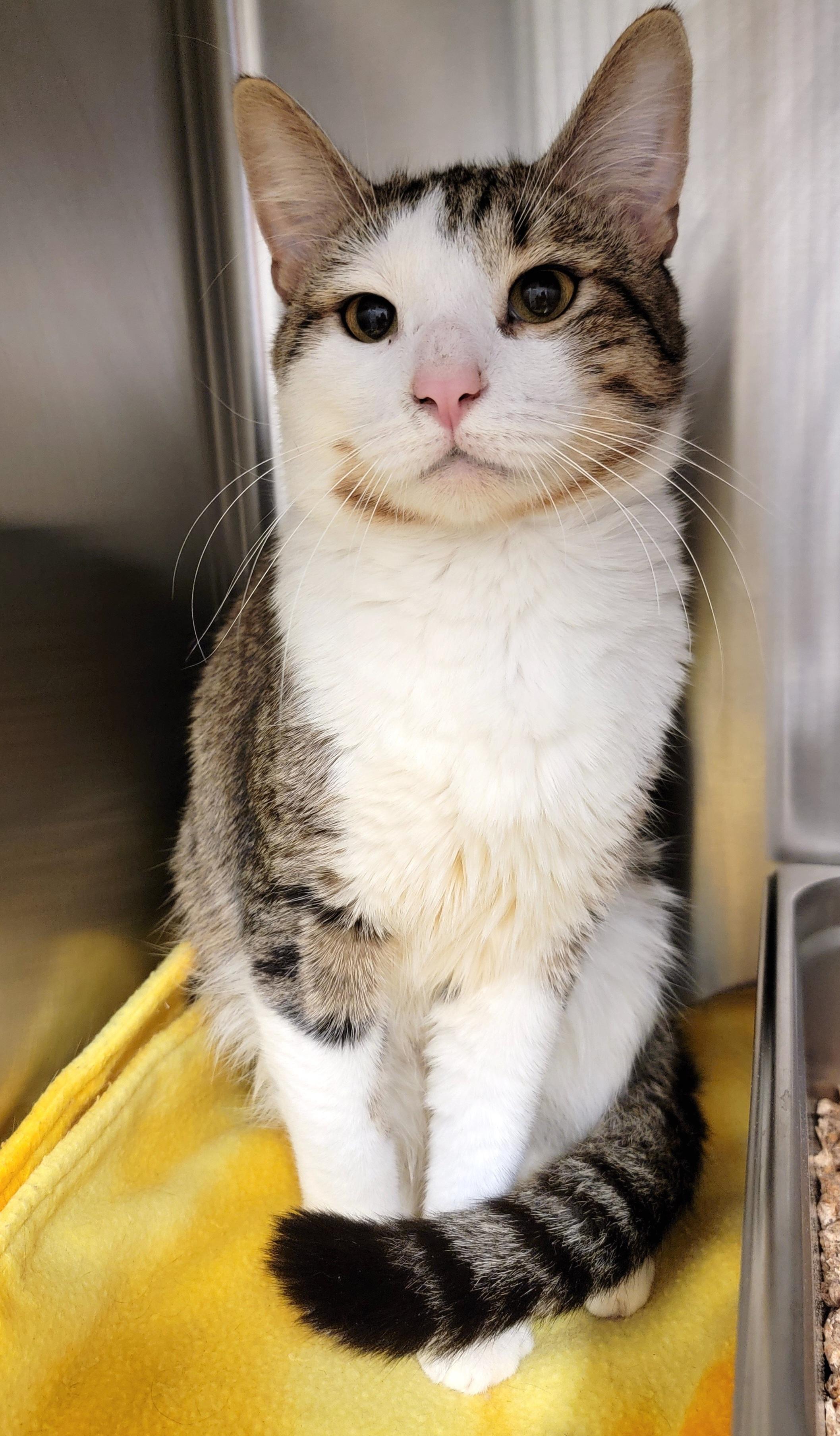 Enlarge Tobias, a Adoptable Domestic Short Hair in Hornell, NY image 1/1