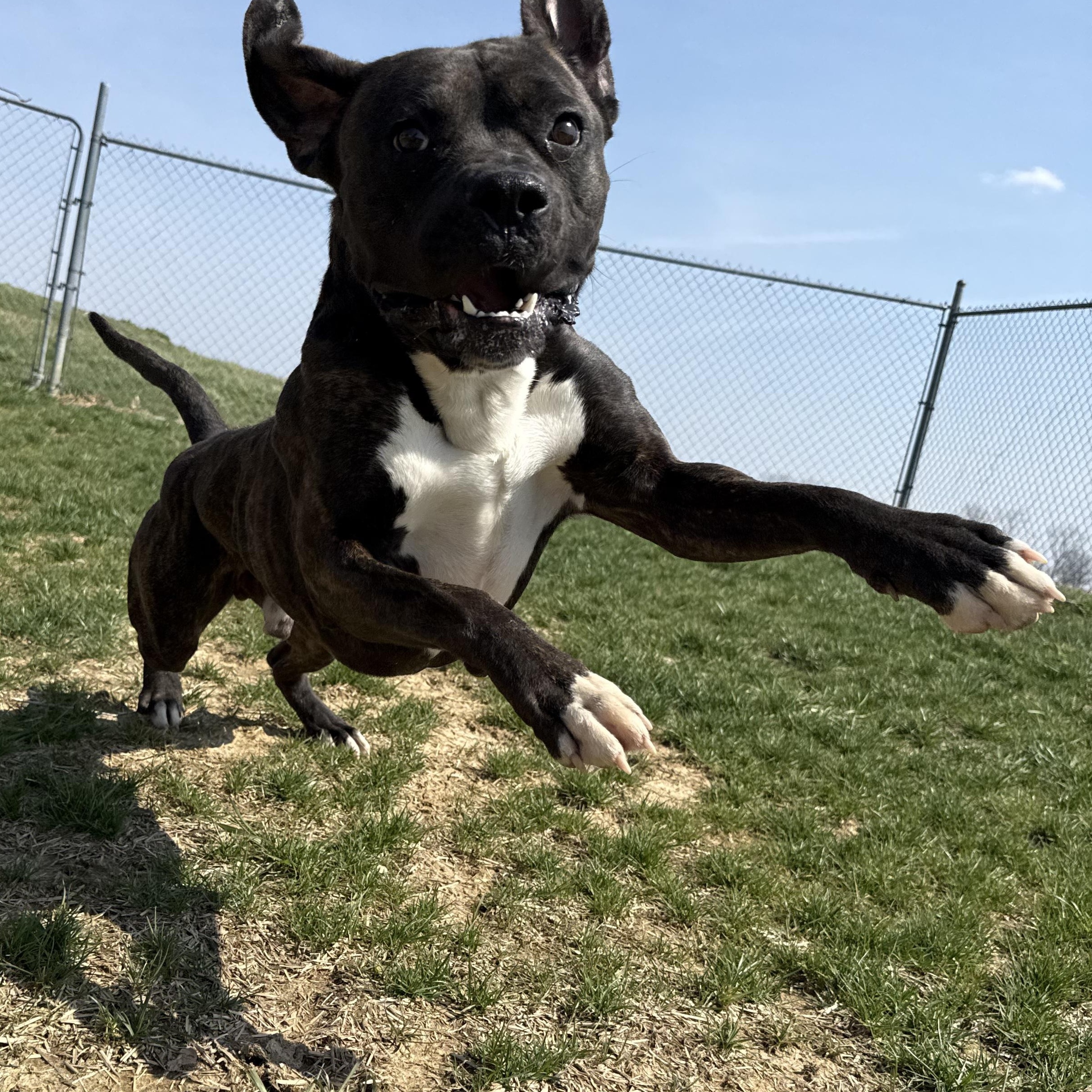 Thor, a Adoptable mixed breed in Wilmington, OH image 4/6