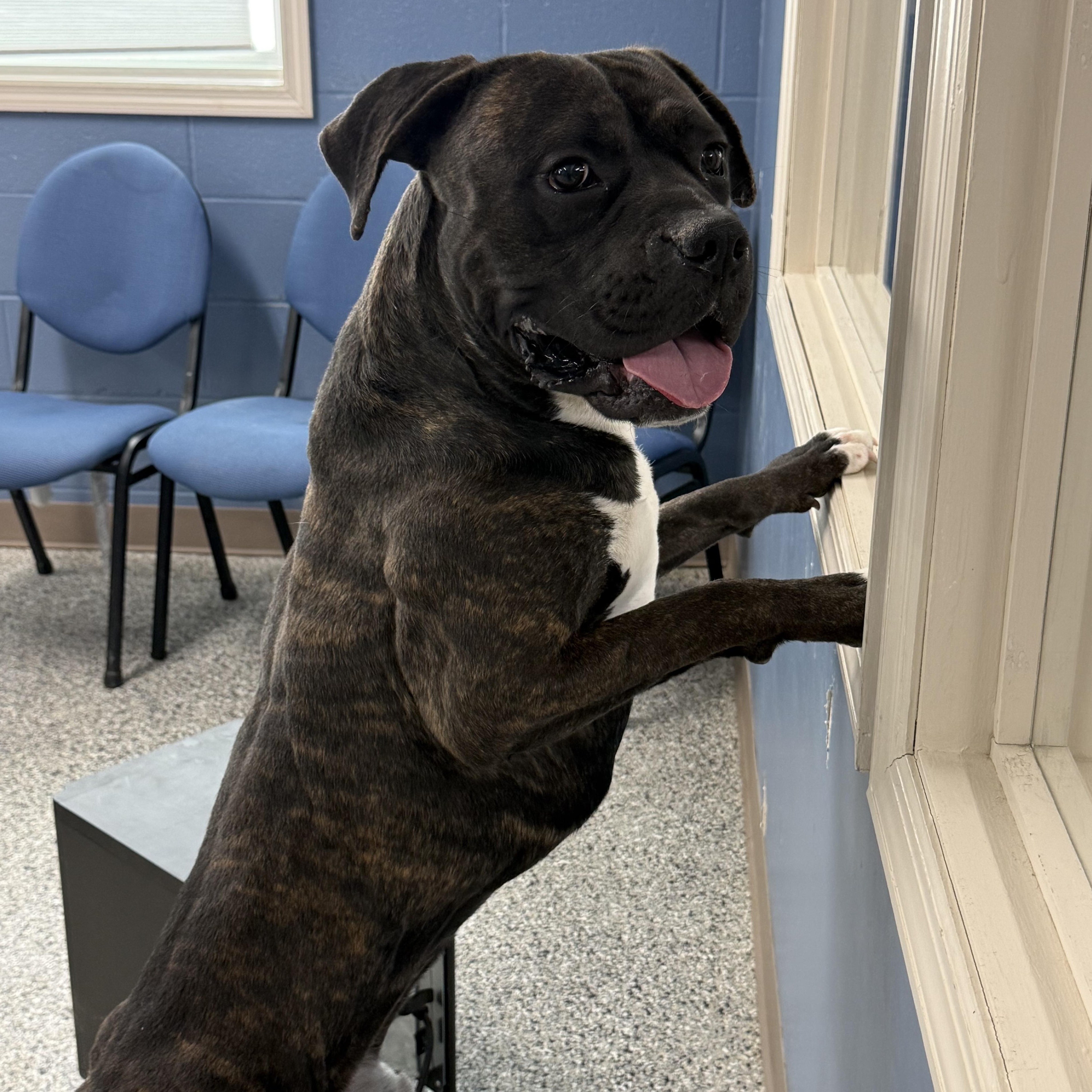 Thor, a Adoptable mixed breed in Wilmington, OH image 5/6
