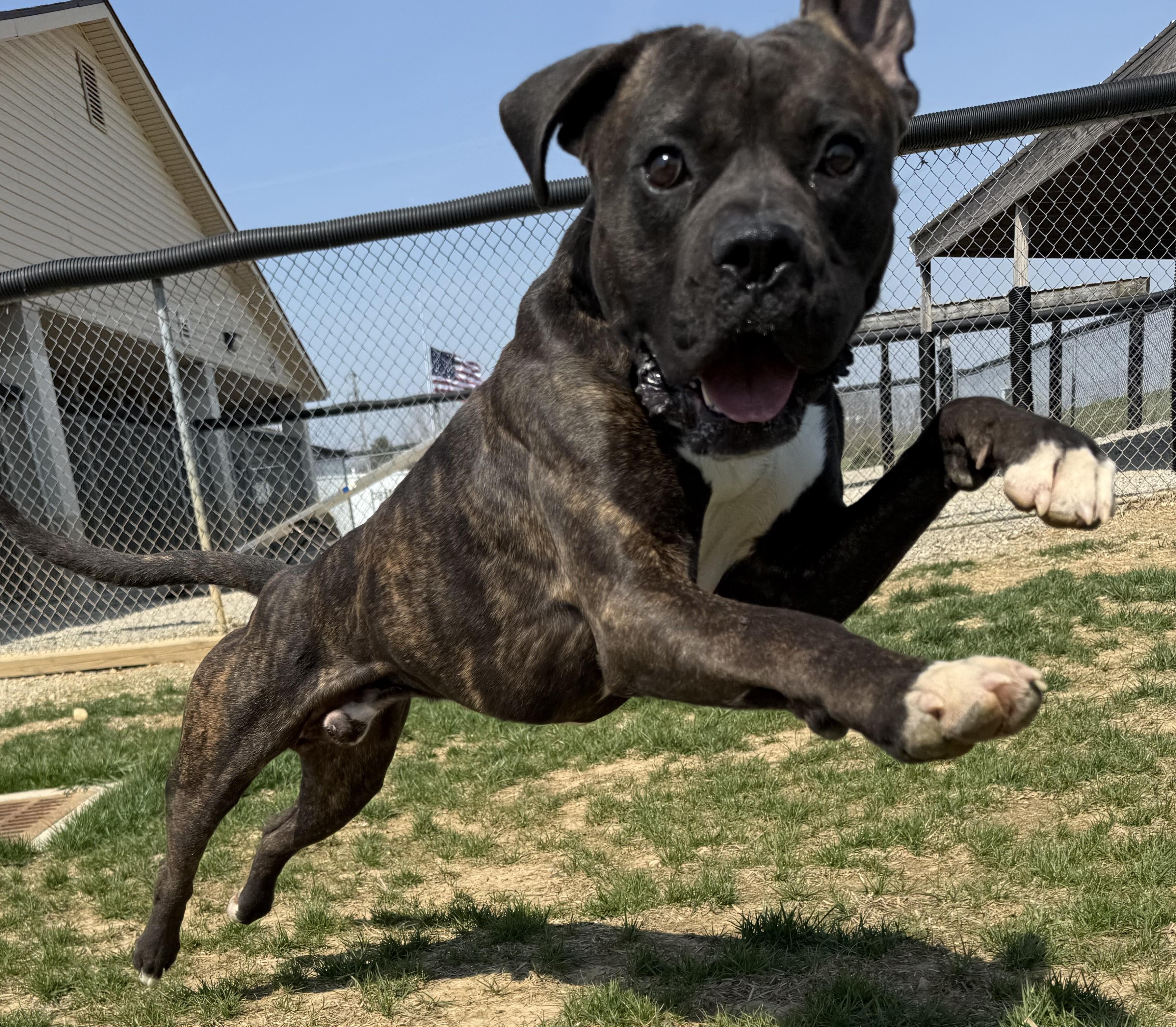 Thor, a Adoptable mixed breed in Wilmington, OH image 2/6