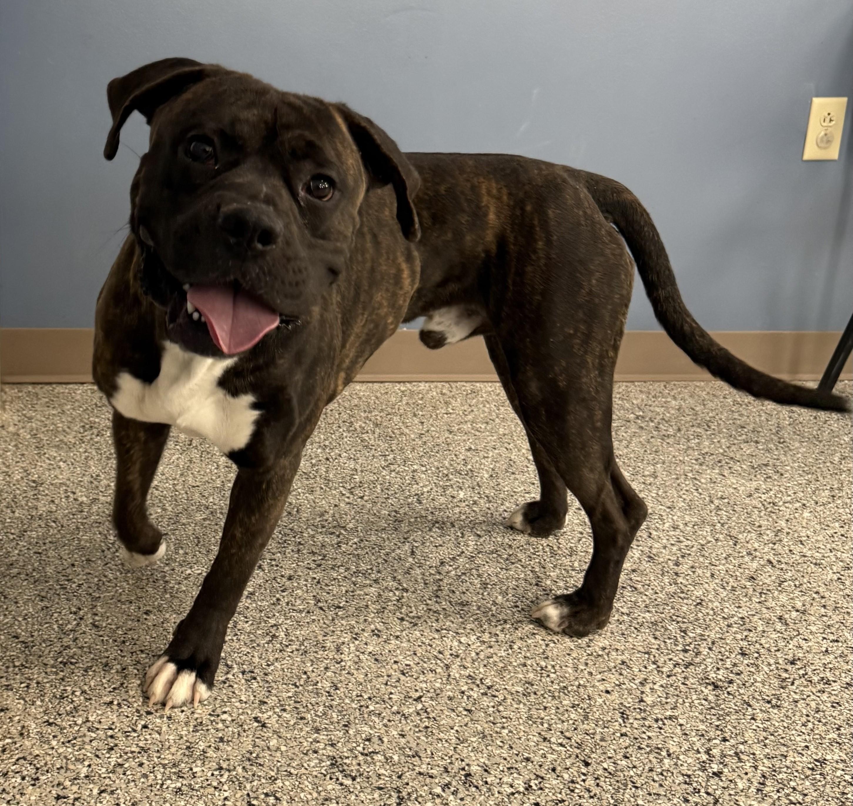 Thor, a Adoptable mixed breed in Wilmington, OH image 6/6