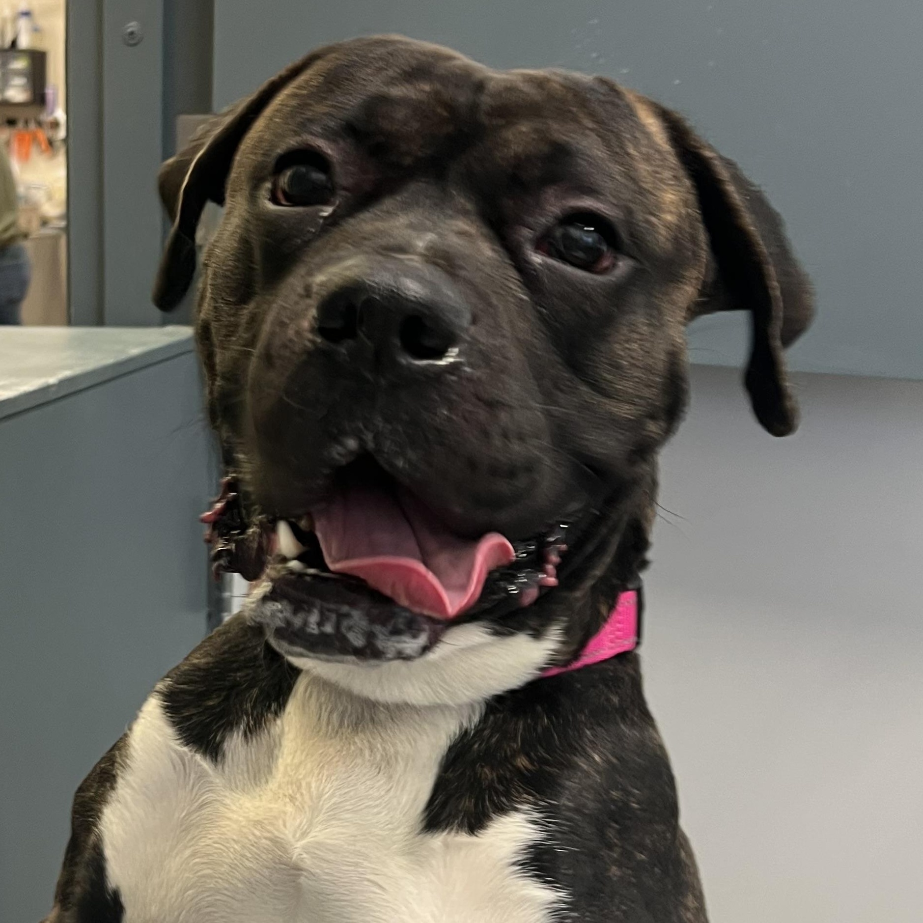 Thor, a Adoptable mixed breed in Wilmington, OH image 1/6