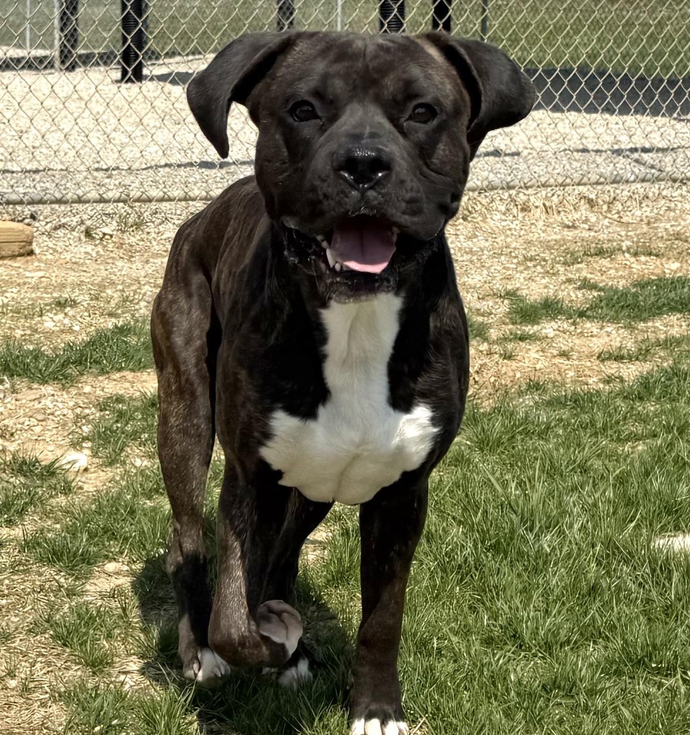 Thor, a Adoptable mixed breed in Wilmington, OH image 3/6