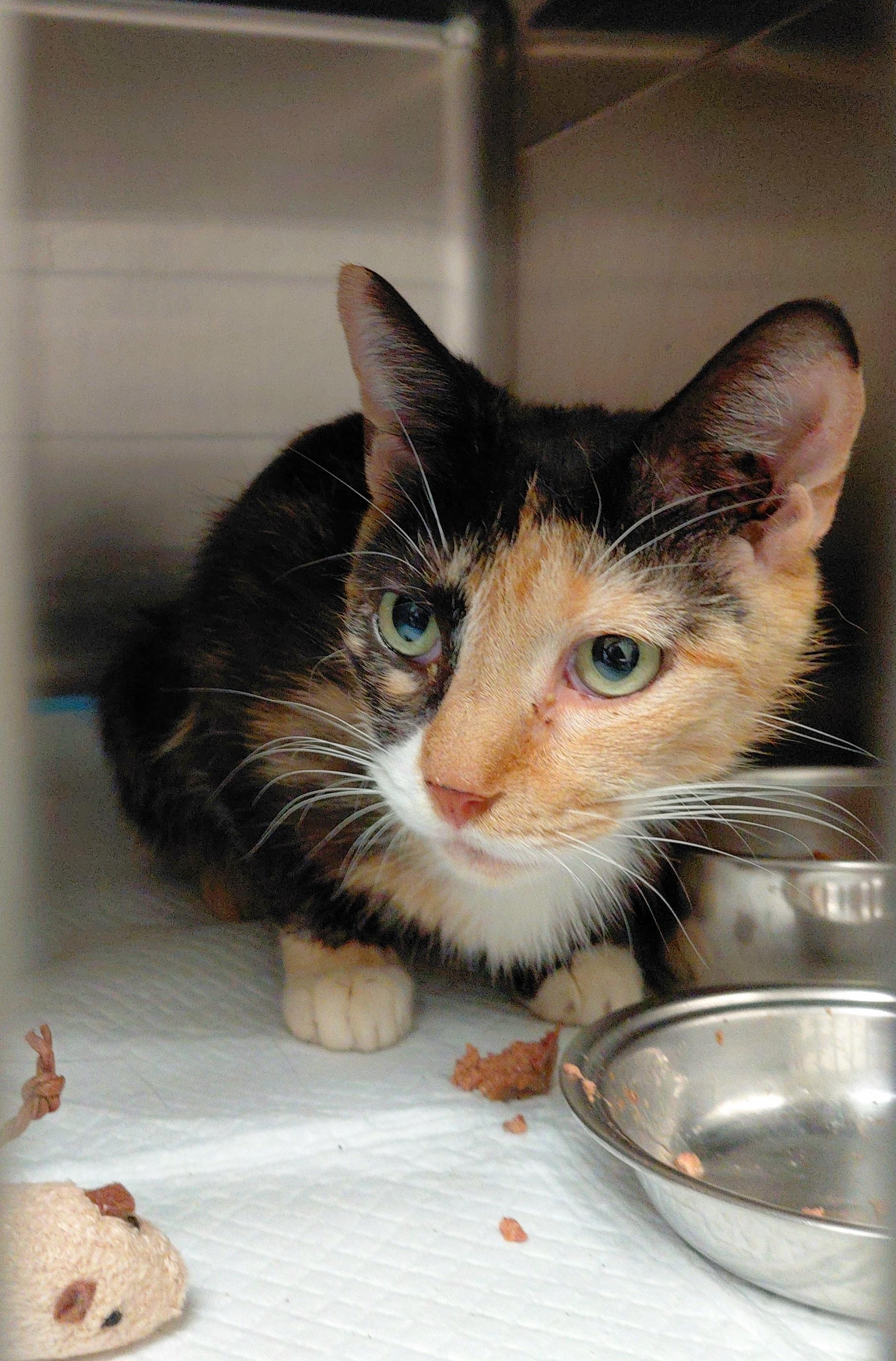 Enlarge Freya, a ADOPTABLE Calico in Stanley, VA image 2/3