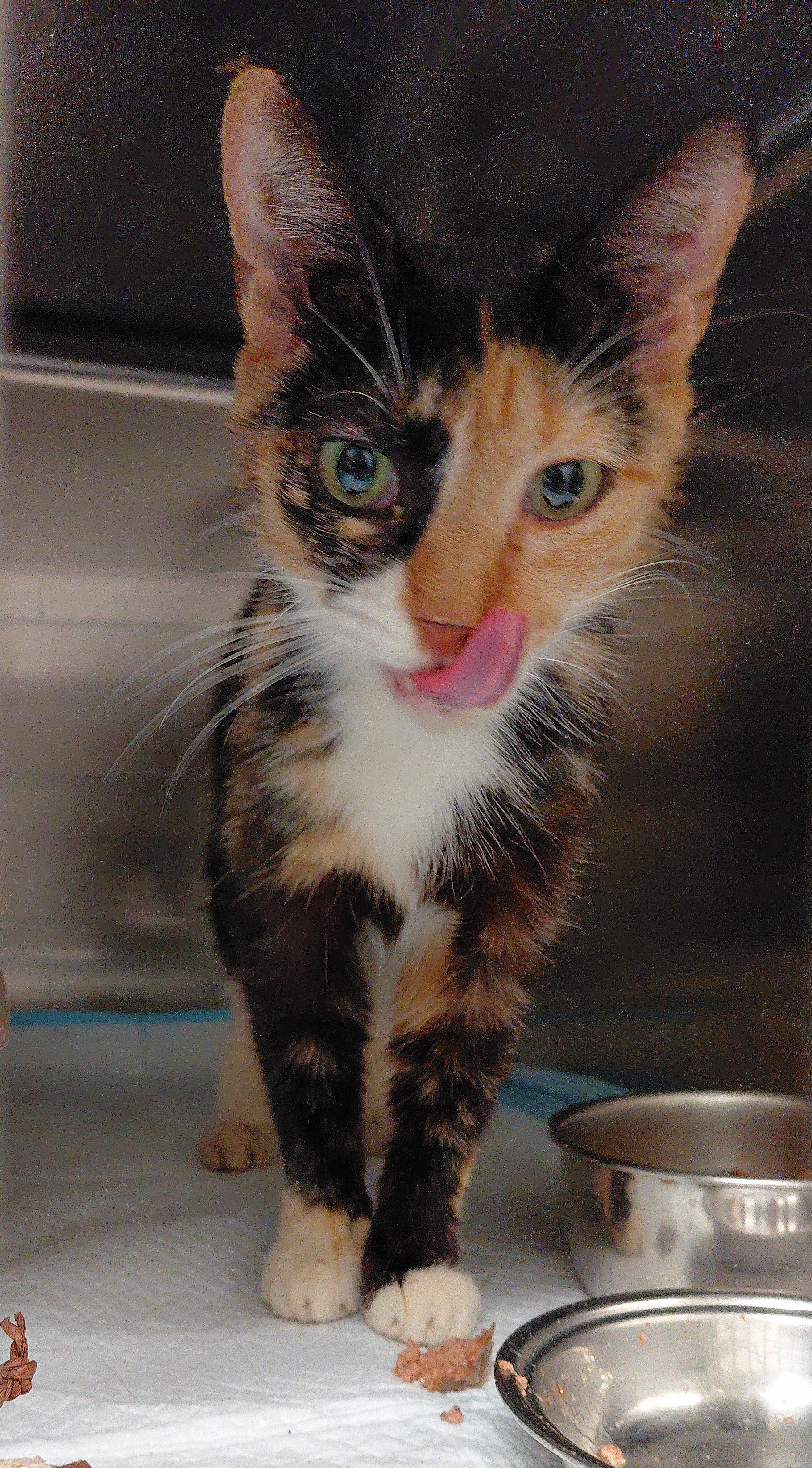 Enlarge Freya, a ADOPTABLE Calico in Stanley, VA image 3/3