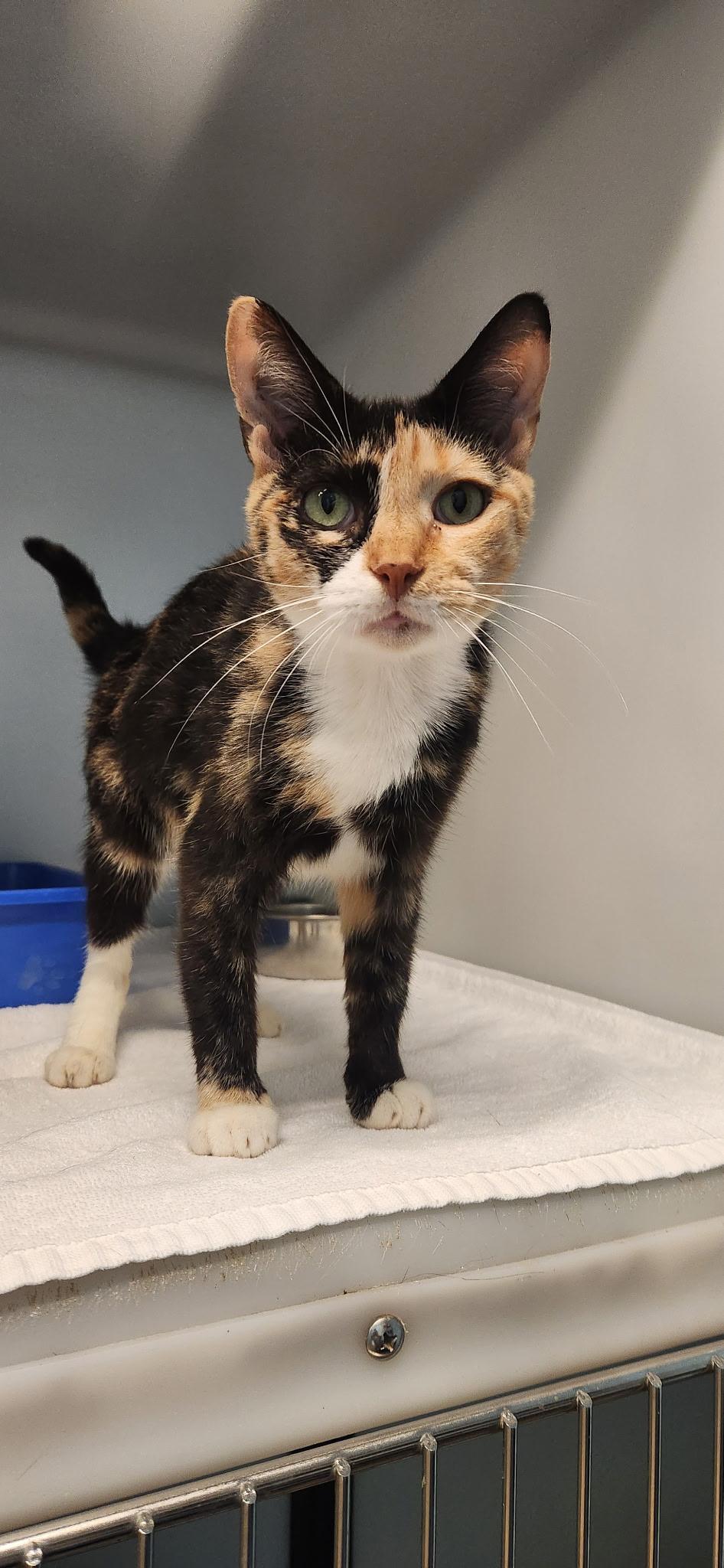 Freya, ADOPTABLE, Adult Female Calico.