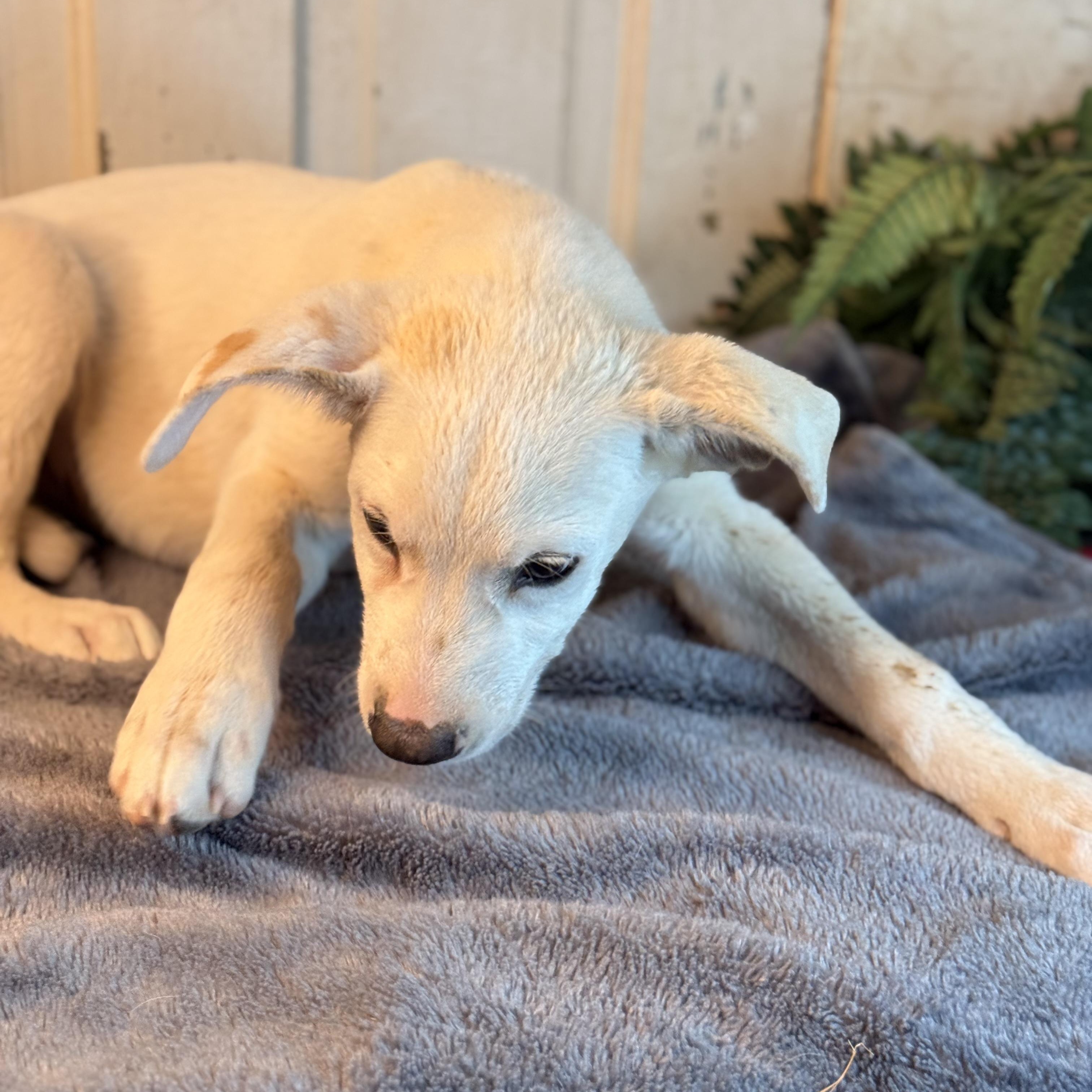 Hudson (150 adoption fee), a Adoptable mixed breed in Springfield, IL image 6/6