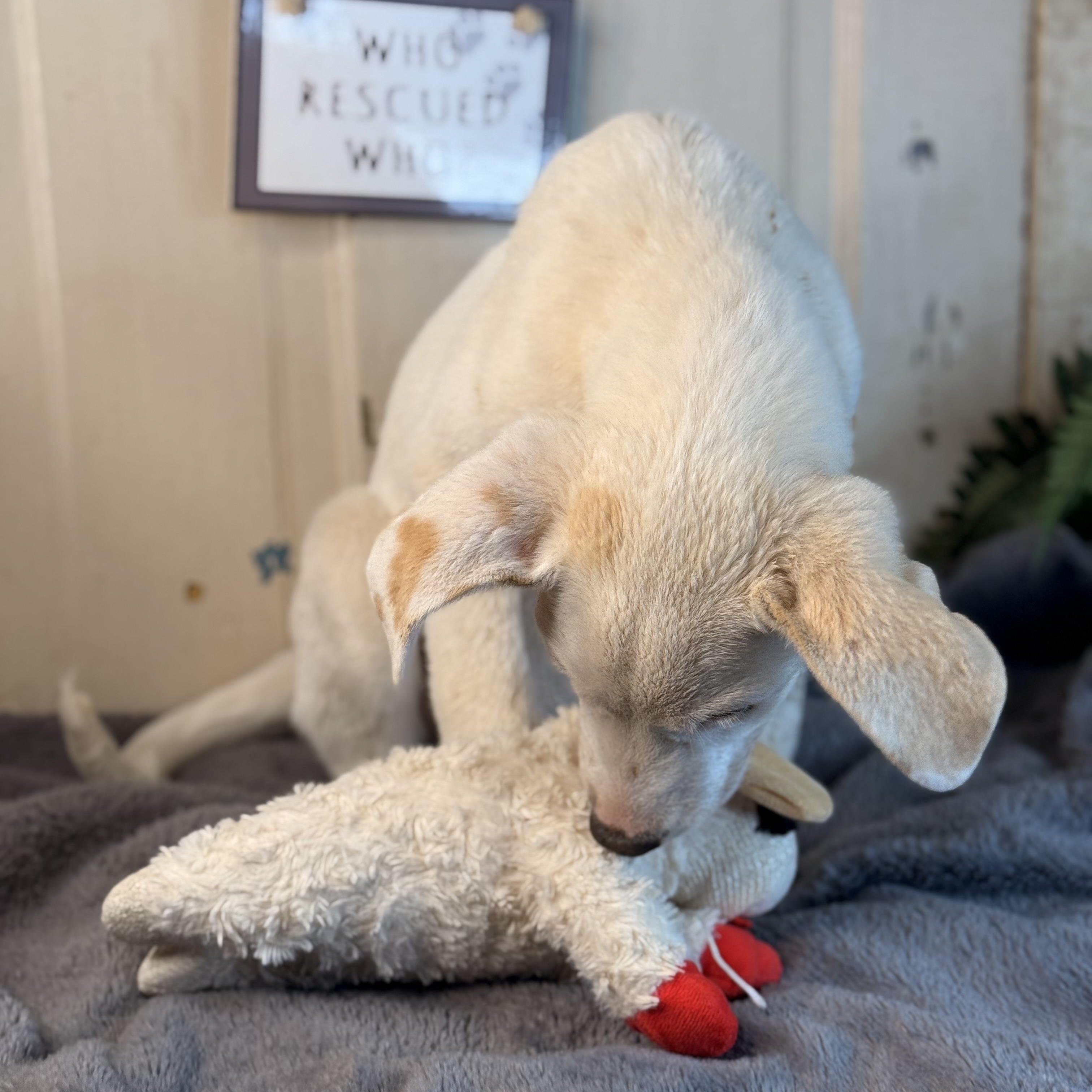 Hudson (150 adoption fee), a Adoptable mixed breed in Springfield, IL image 4/6