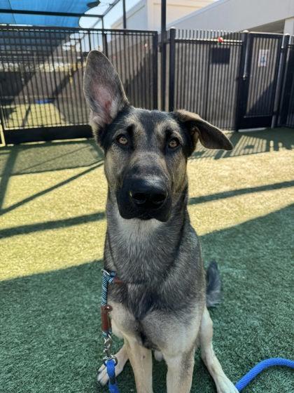 Ninja Gaiden, a Adoptable mixed breed in Roseville, CA image 1/3