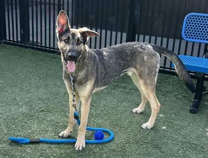 Ninja Gaiden, a Adoptable mixed breed in Roseville, CA image 2/3