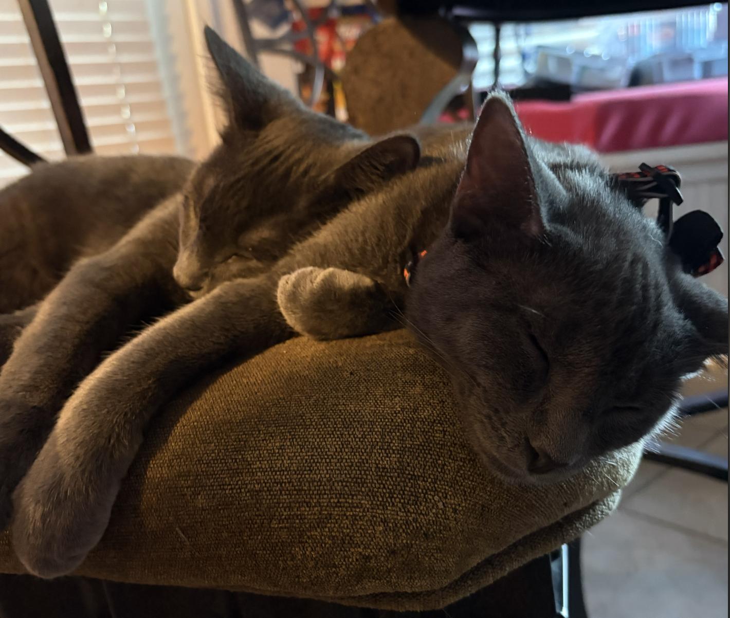 Stormy the Gray J., Adoptable, Young Male Domestic Short Hair & Russian Blue.