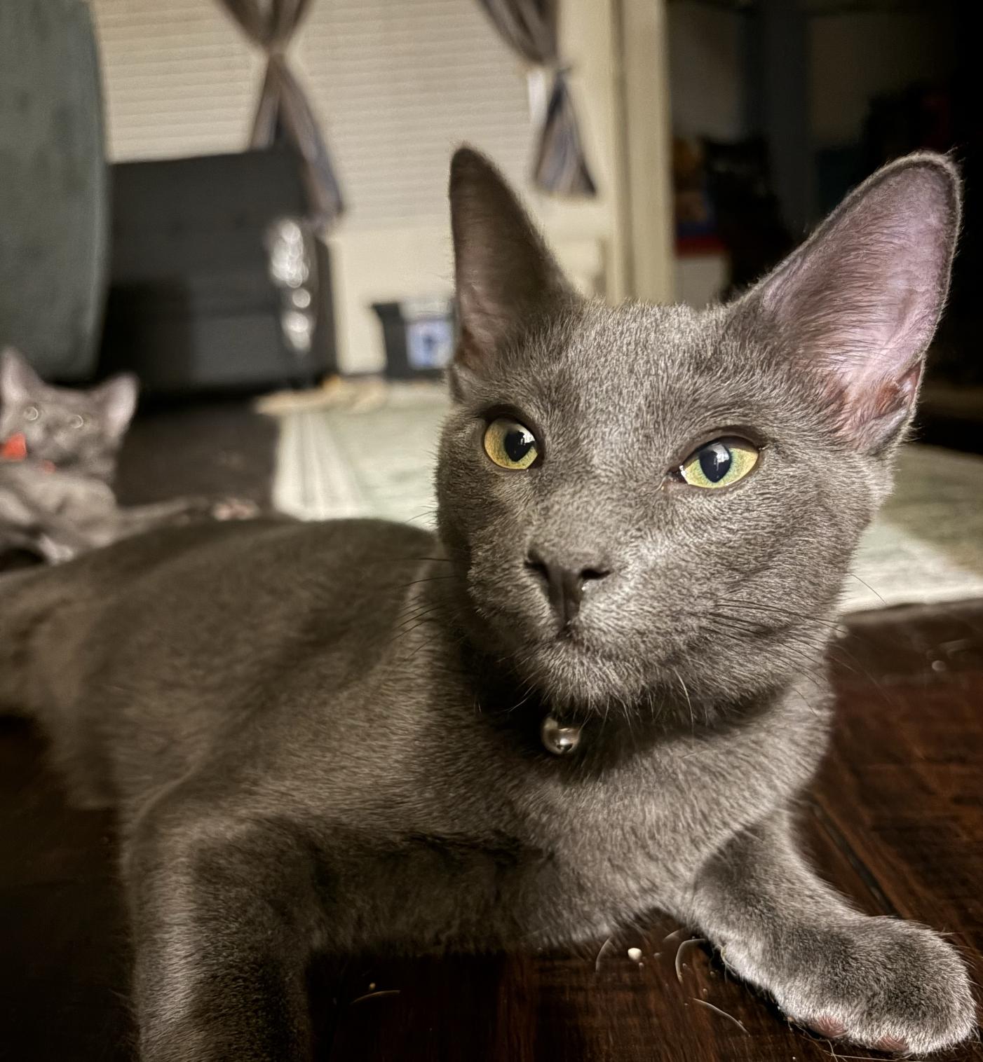 Enlarge Stormy the Gray J., a Adoptable mixed breed in Frisco, TX image 2/3