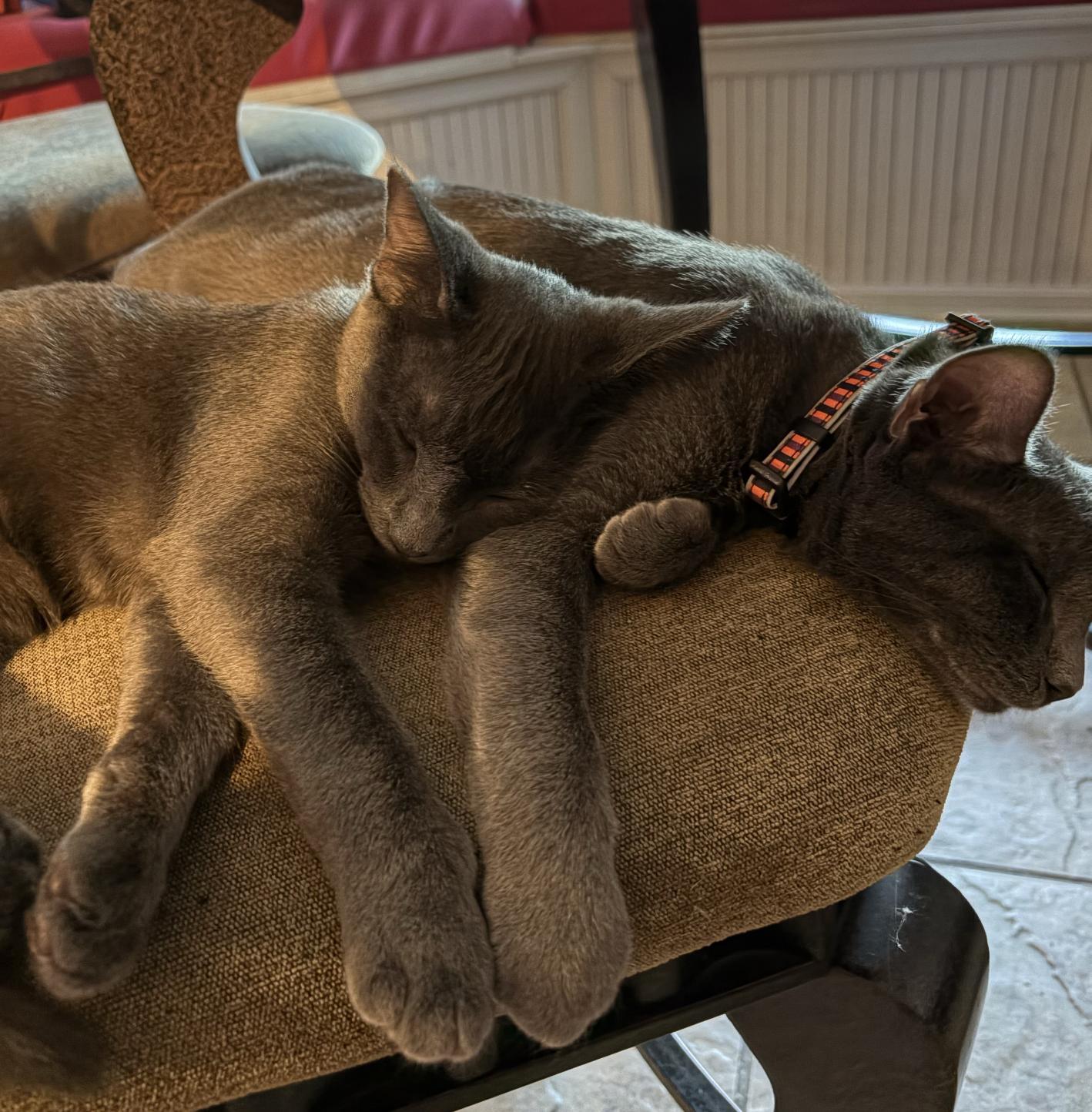 Enlarge Stormy the Gray J., a Adoptable mixed breed in Frisco, TX image 3/3