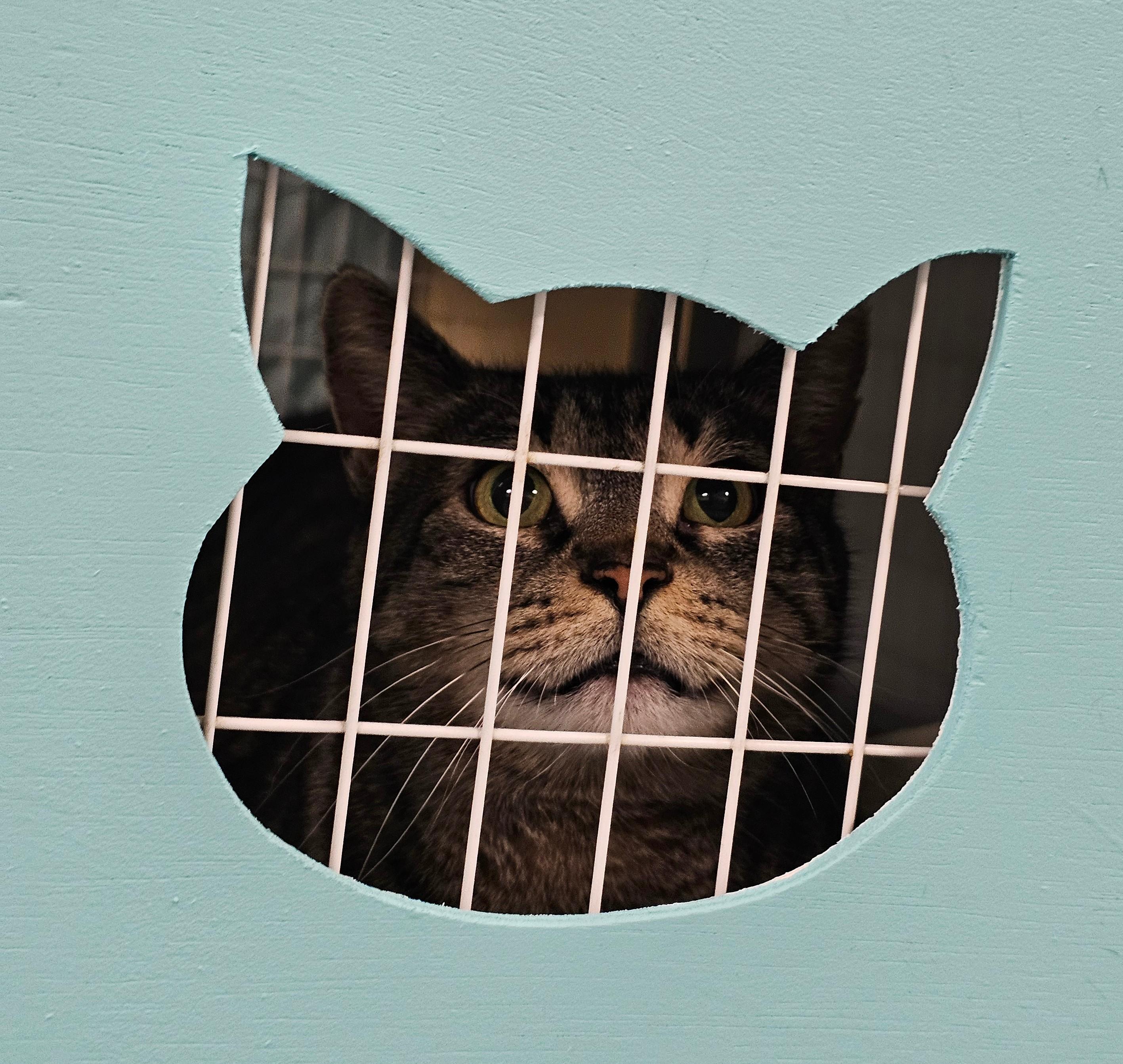 Enlarge Hilda, a Adoptable Domestic Short Hair in Norwalk, CT image 2/5