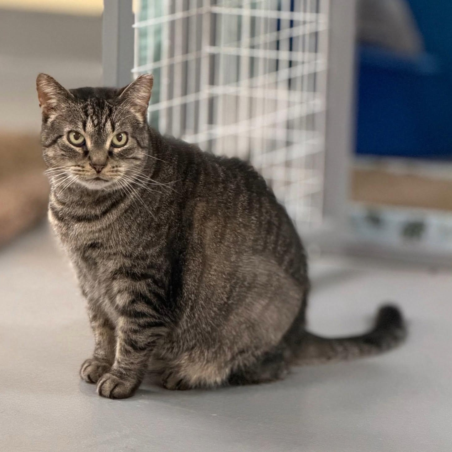 Hilda, Adoptable, Young Female Domestic Short Hair.
