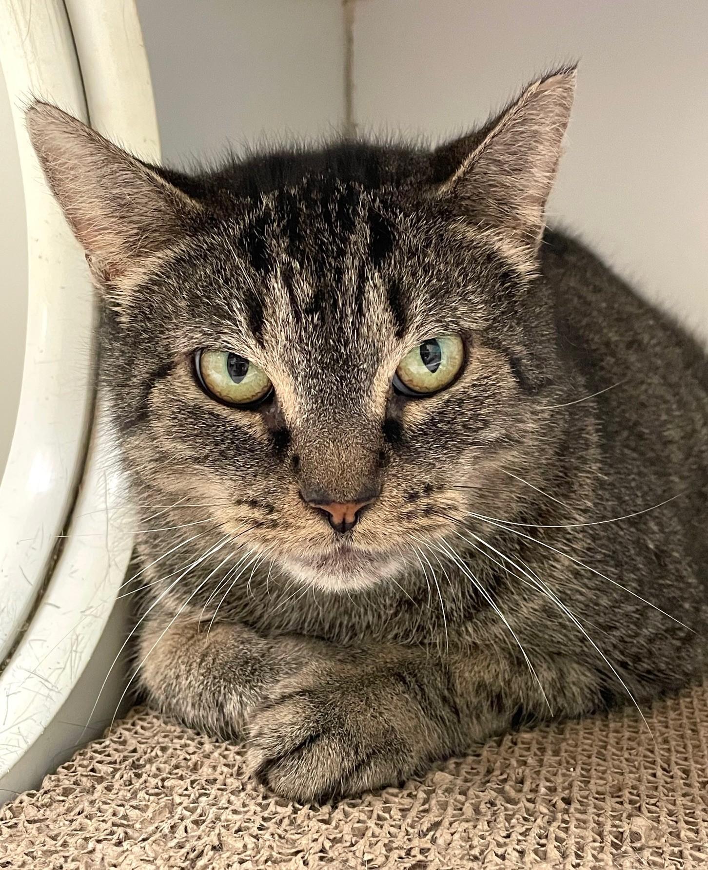 Hilda, a Adoptable Domestic Short Hair image 2/3