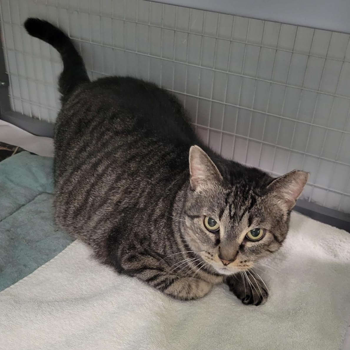 Enlarge Hilda, a Adoptable Domestic Short Hair in Norwalk, CT image 1/5