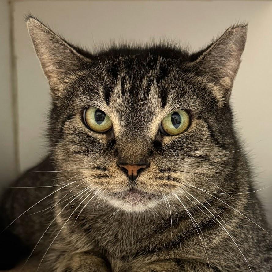 Hilda, Adoptable, Young Female Domestic Short Hair.