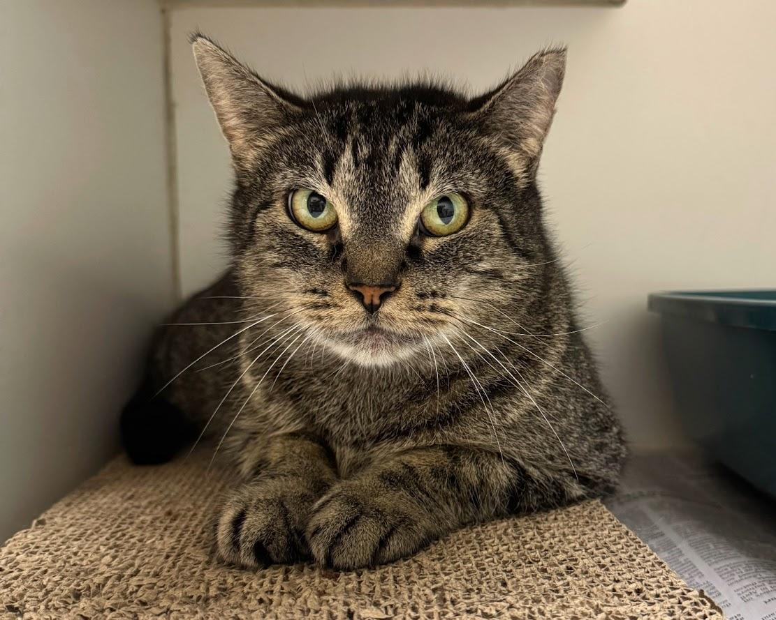 Hilda, a Adoptable Domestic Short Hair image 3/3