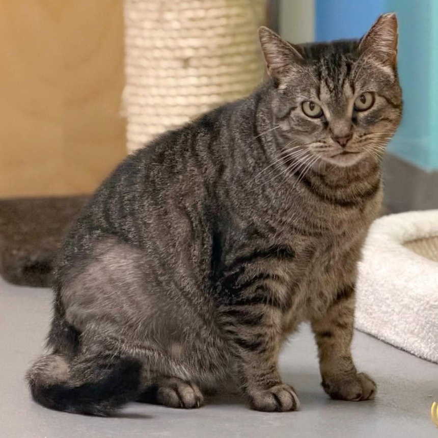 Enlarge Hilda, a Adoptable Domestic Short Hair in Norwalk, CT image 3/6