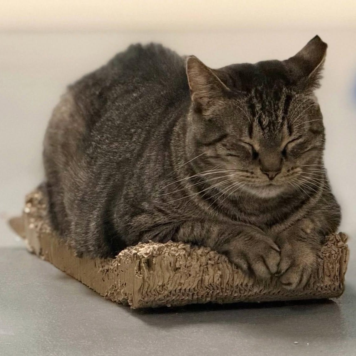 Enlarge Hilda, a Adoptable Domestic Short Hair in Norwalk, CT image 2/6