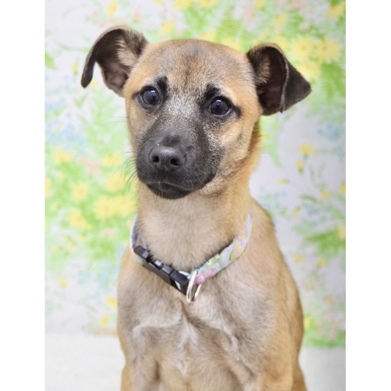 Enlarge Blake (puppy) - ECAS, a Adoptable Mixed Breed in Pleasanton, CA image 2/5
