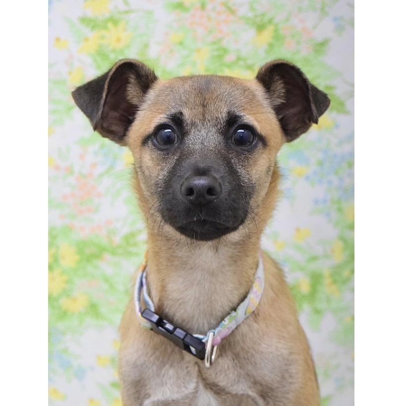 Enlarge Blake (puppy) - ECAS, a Adoptable Mixed Breed in Pleasanton, CA image 3/5