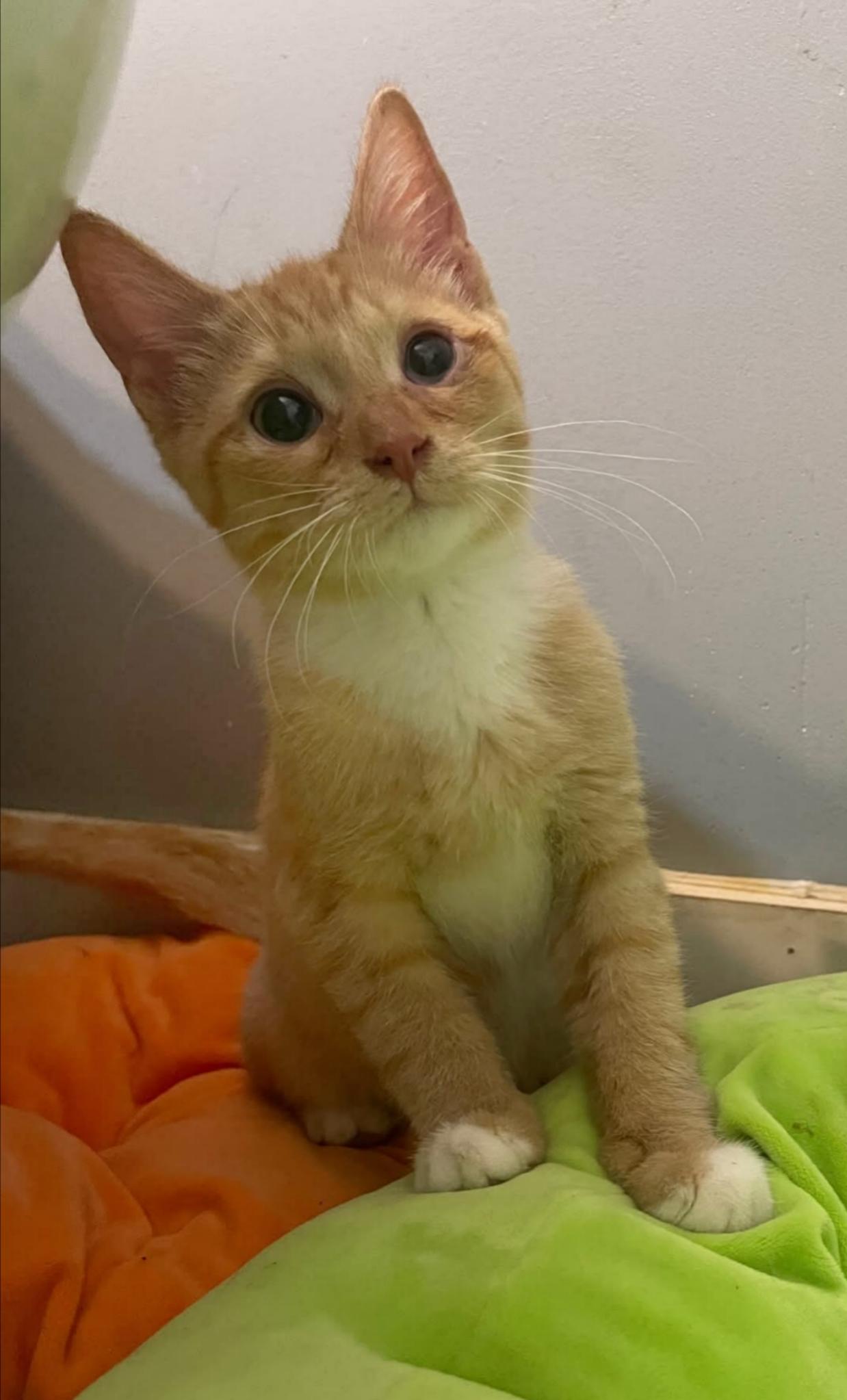 Enlarge Tamale, a Adoptable Domestic Short Hair in New Baltimore, MI image 1/1