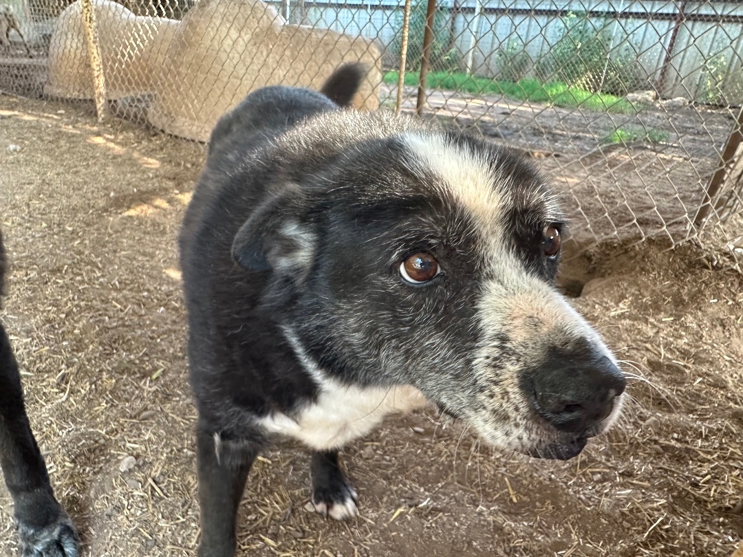 Cousin, Adoptable, Adult Male Border Collie.