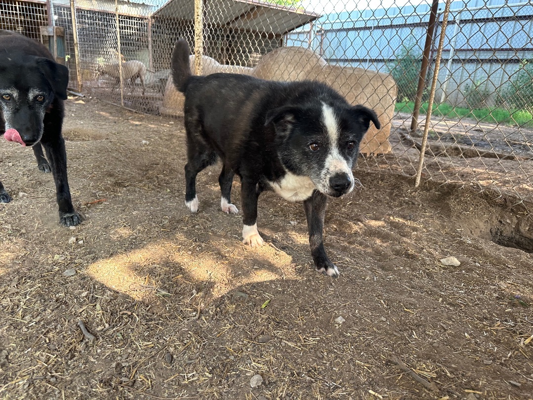 Enlarge Cousin, a Adoptable mixed breed in Henrietta, TX image 7/8