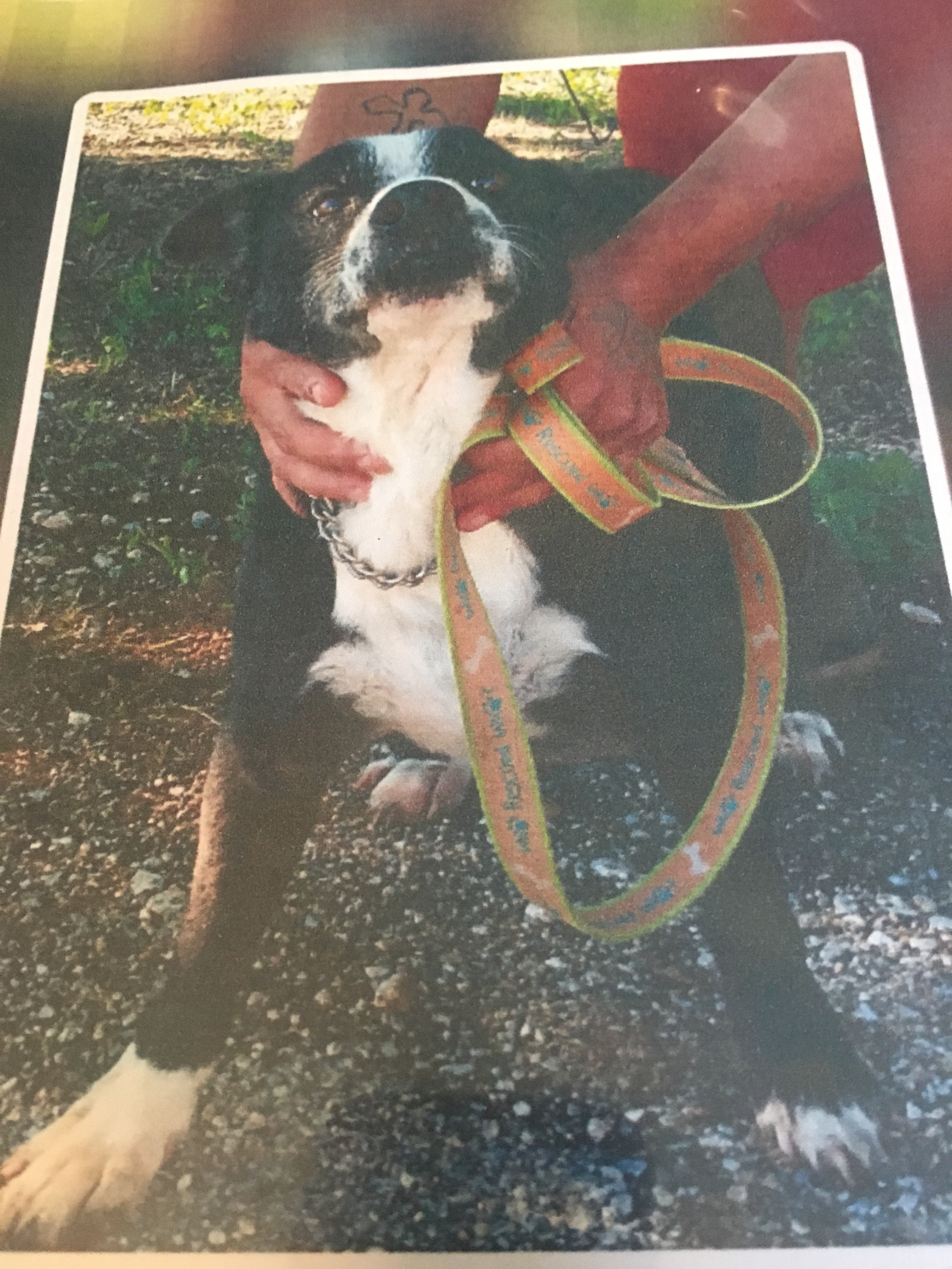 Enlarge Cousin, a Adoptable mixed breed in Henrietta, TX image 8/8