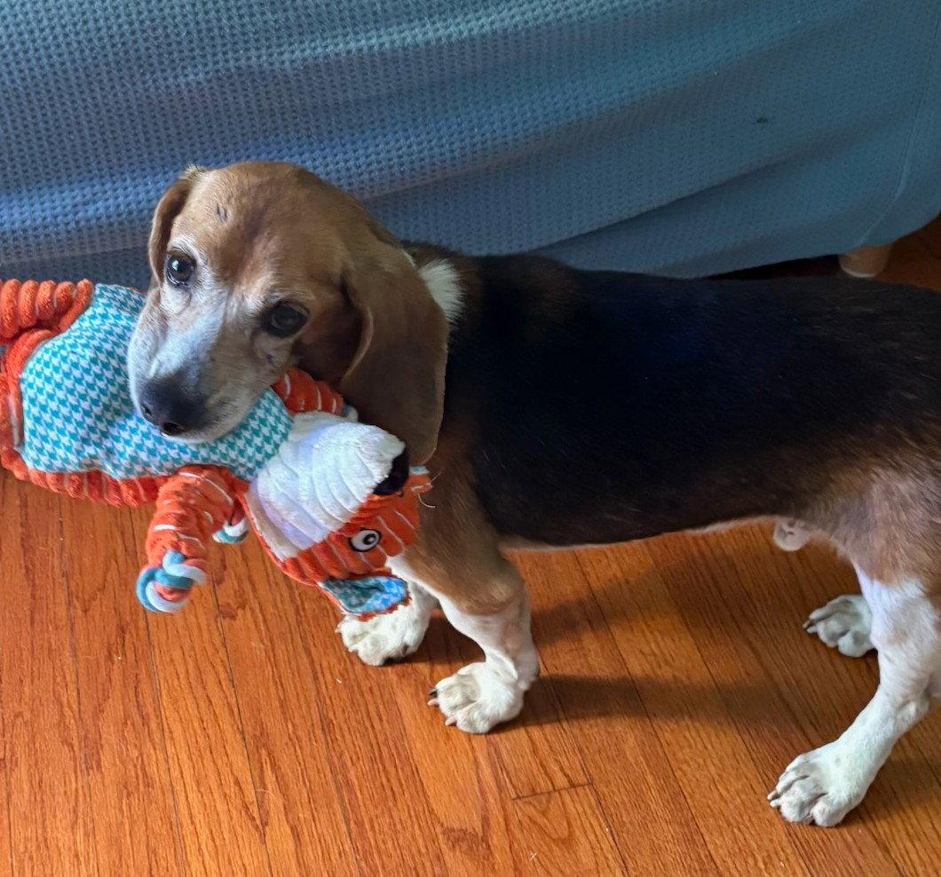 Matty, Adoptable, Senior Male Beagle.