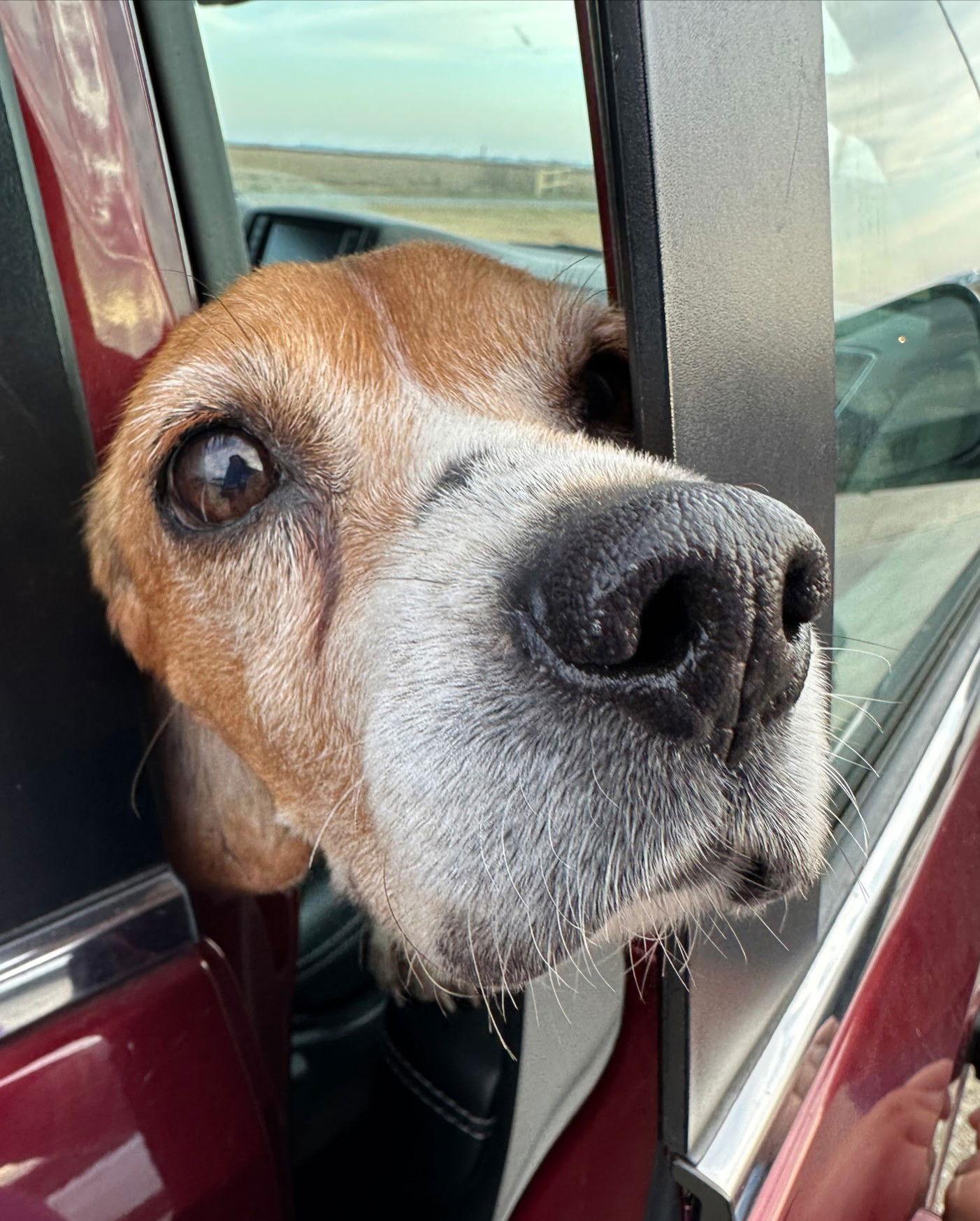 Enlarge Matty, a Adoptable Beagle in Dunnellon, FL image 2/3