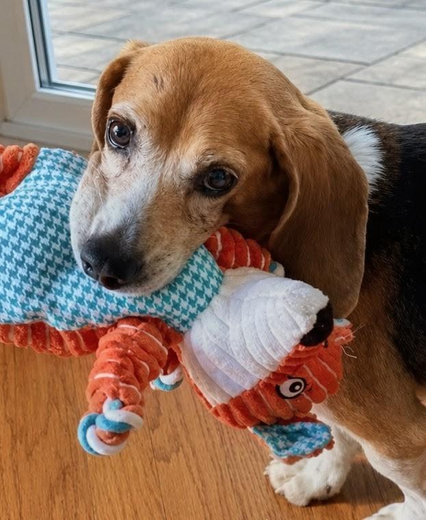 Matty, a Adoptable Beagle in Dunnellon, FL image 3/3