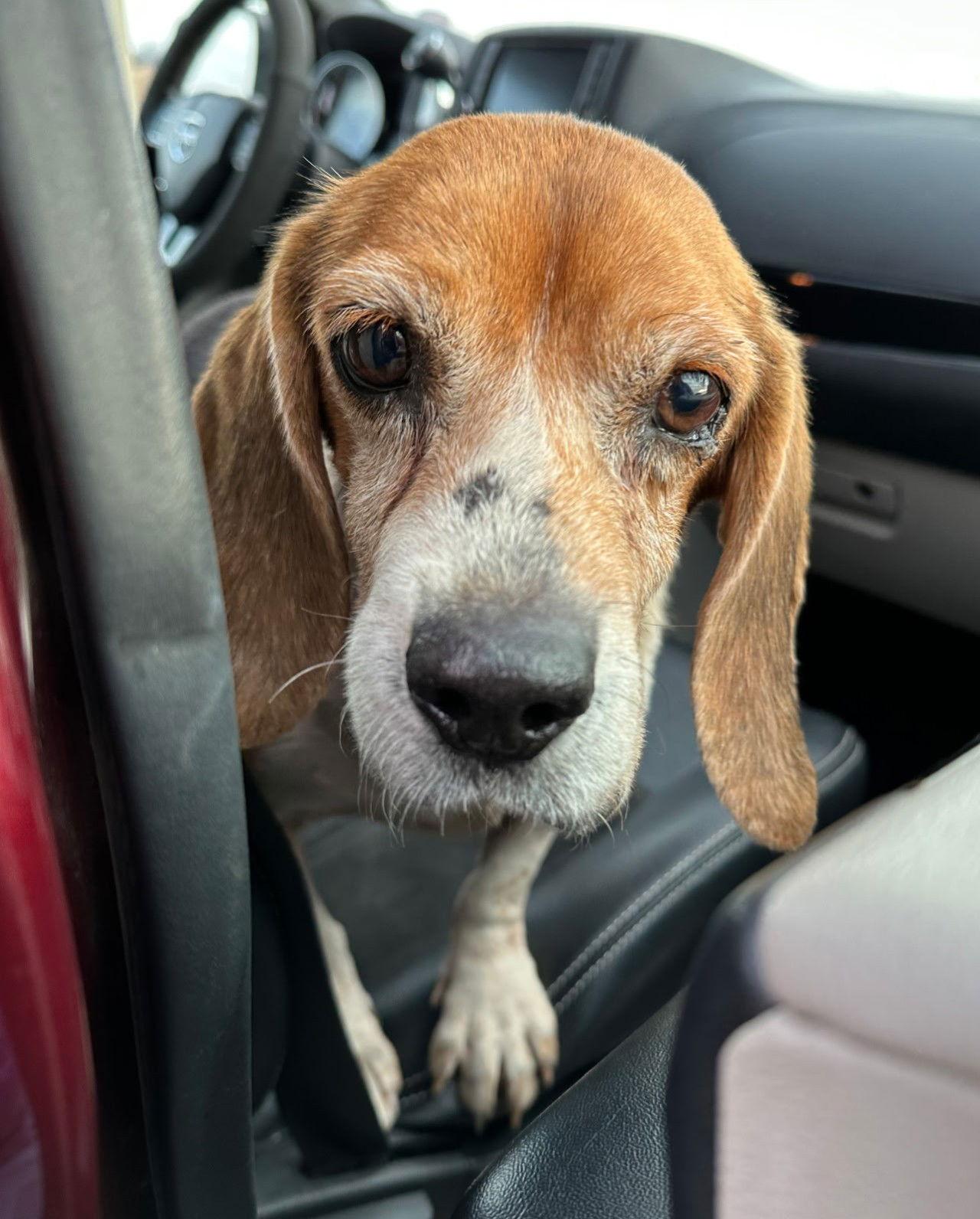 Enlarge Matty, a Adoptable Beagle in Dunnellon, FL image 3/3