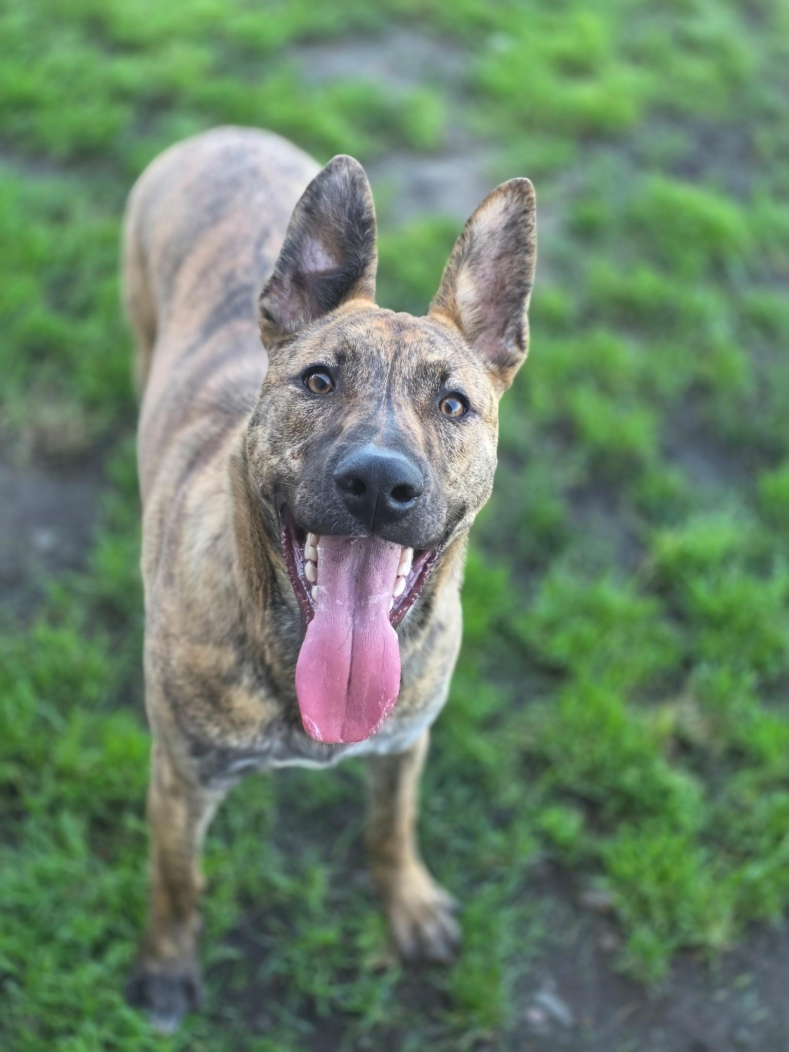 Ruckus, ADOPTABLE, Young Male Pit Bull Terrier.