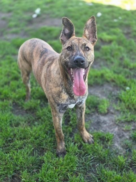 Enlarge Ruckus, a ADOPTABLE mixed breed in Manteca, CA image 2/2