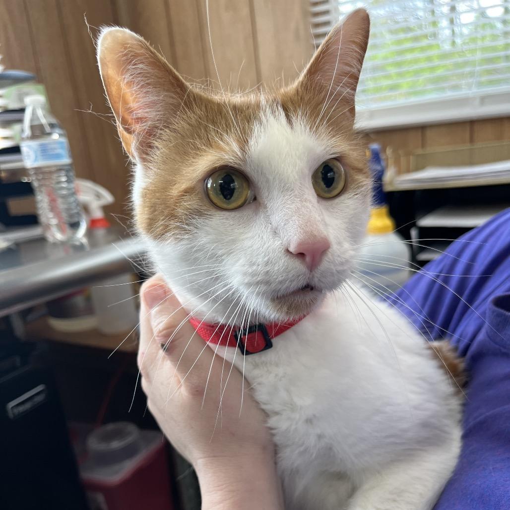 Ripley *AVAILABLE IN FOSTER*, Adoptable, Senior Male Domestic Short Hair.
